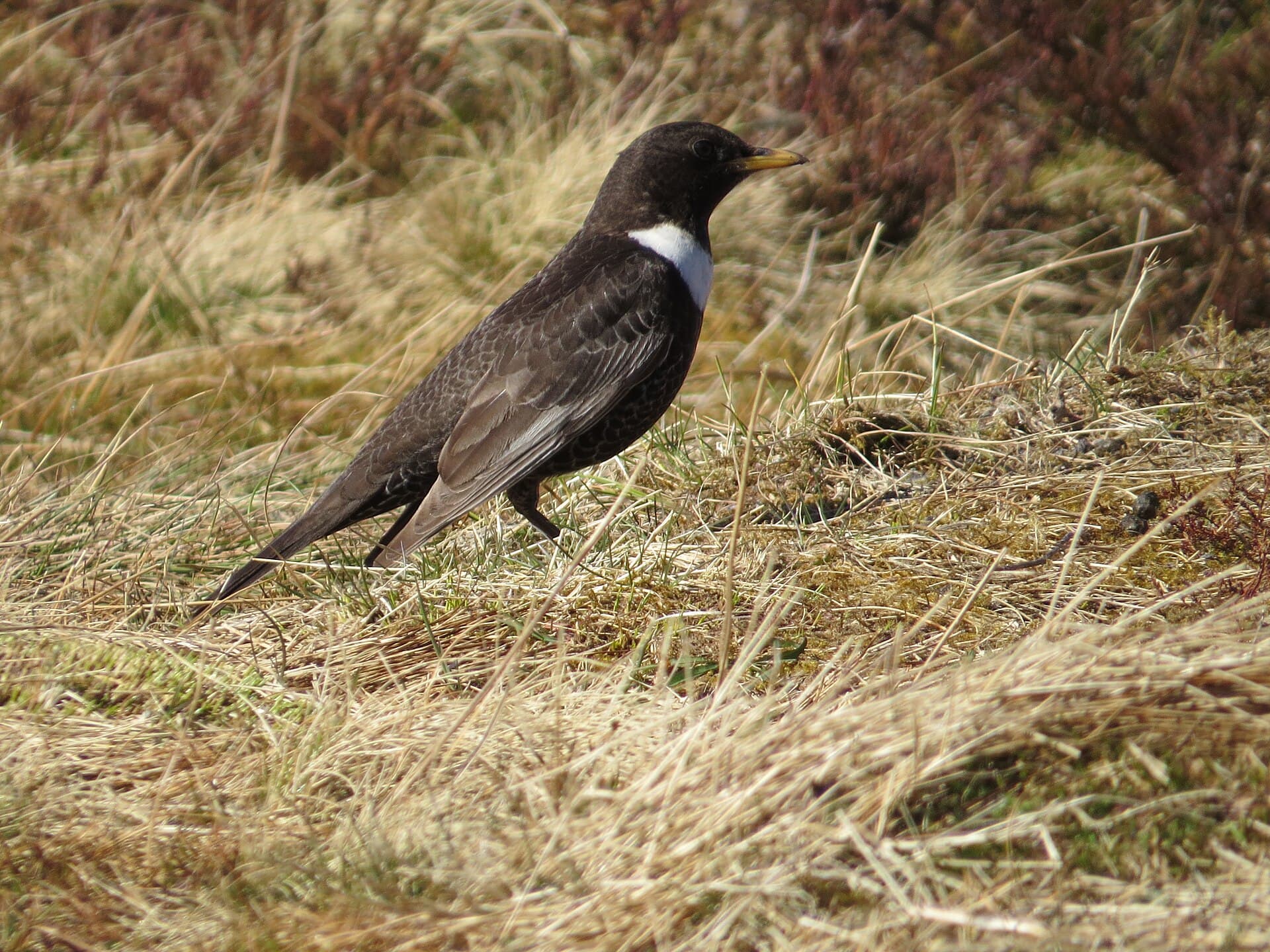 Beflijster (Turdus torquatus) - 2015-04-20 Turdus torquatus torquatus Cairngorm 2