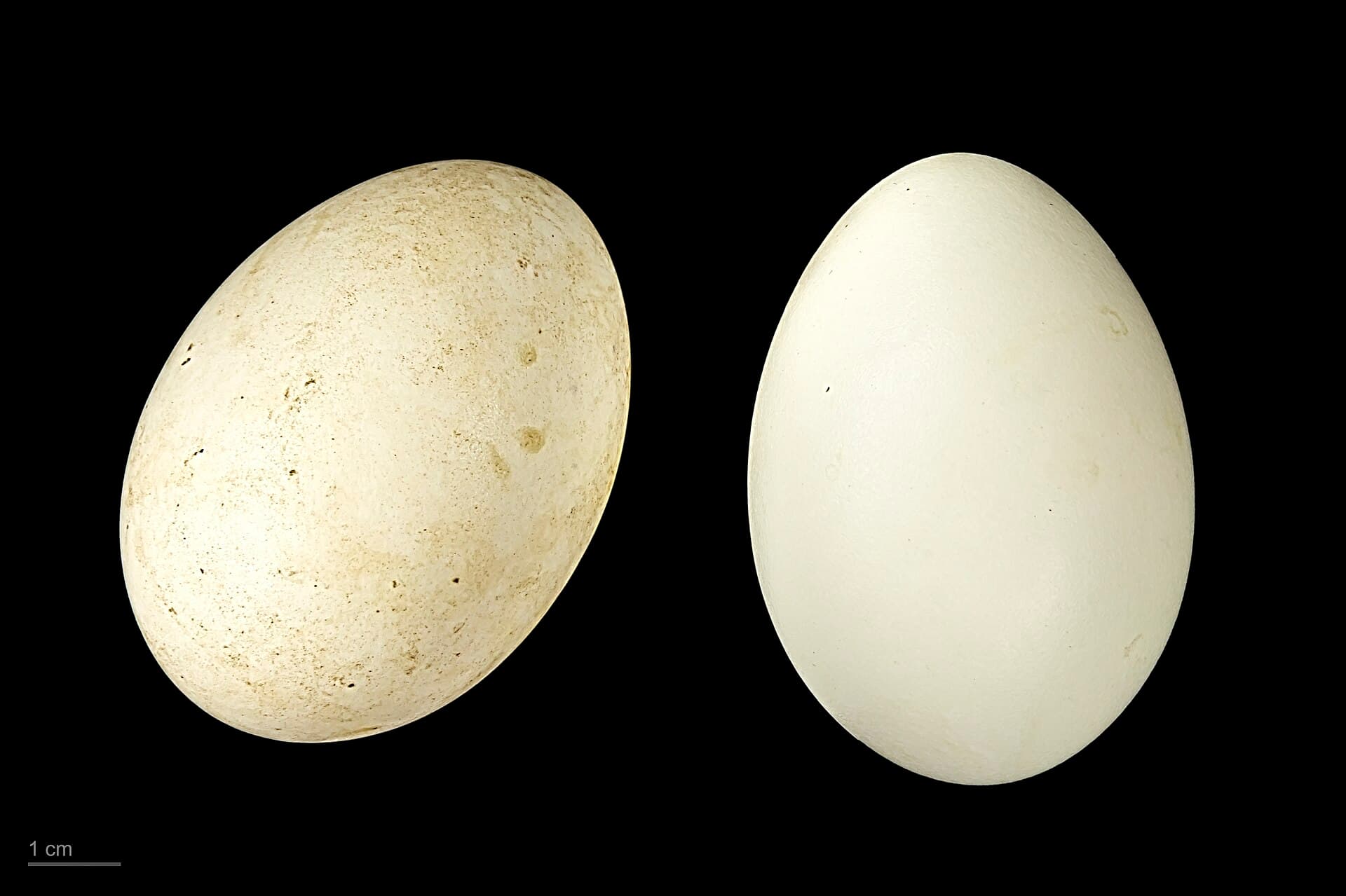 Bergeend (Tadorna tadorna) - Tadorna tadorna MHNT.ZOO.2010.11.19.3
