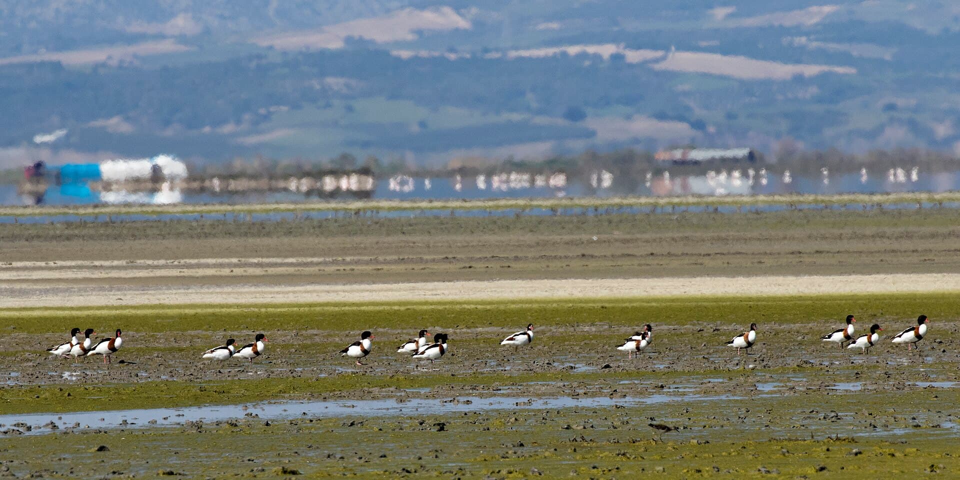 Bergeend (Tadorna tadorna) - Tadorna tadorna - Common Shelduck 2021-03-27 02