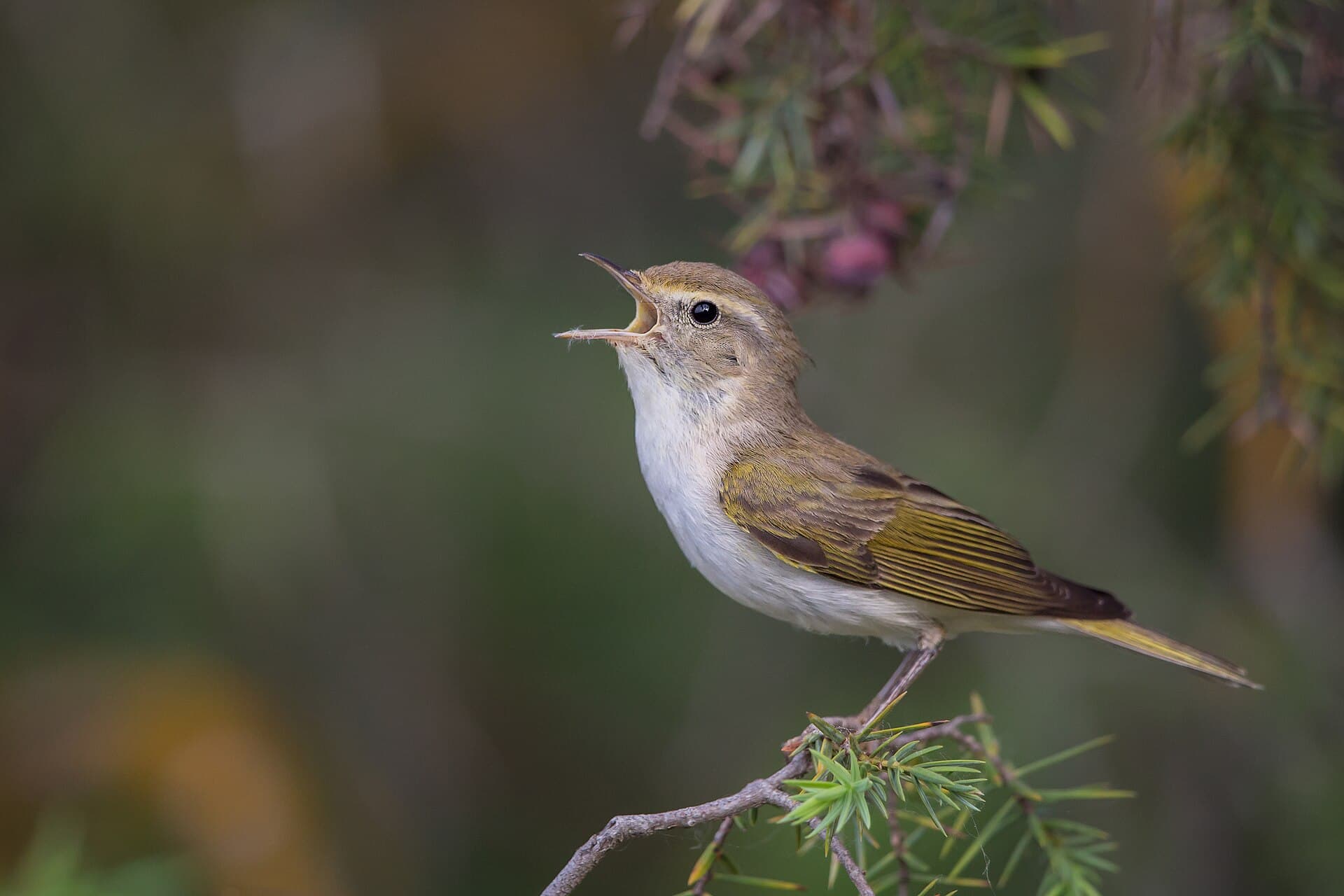 Bergfluiter (Phylloscopus bonelli) - Phylloscopus bonelli 2