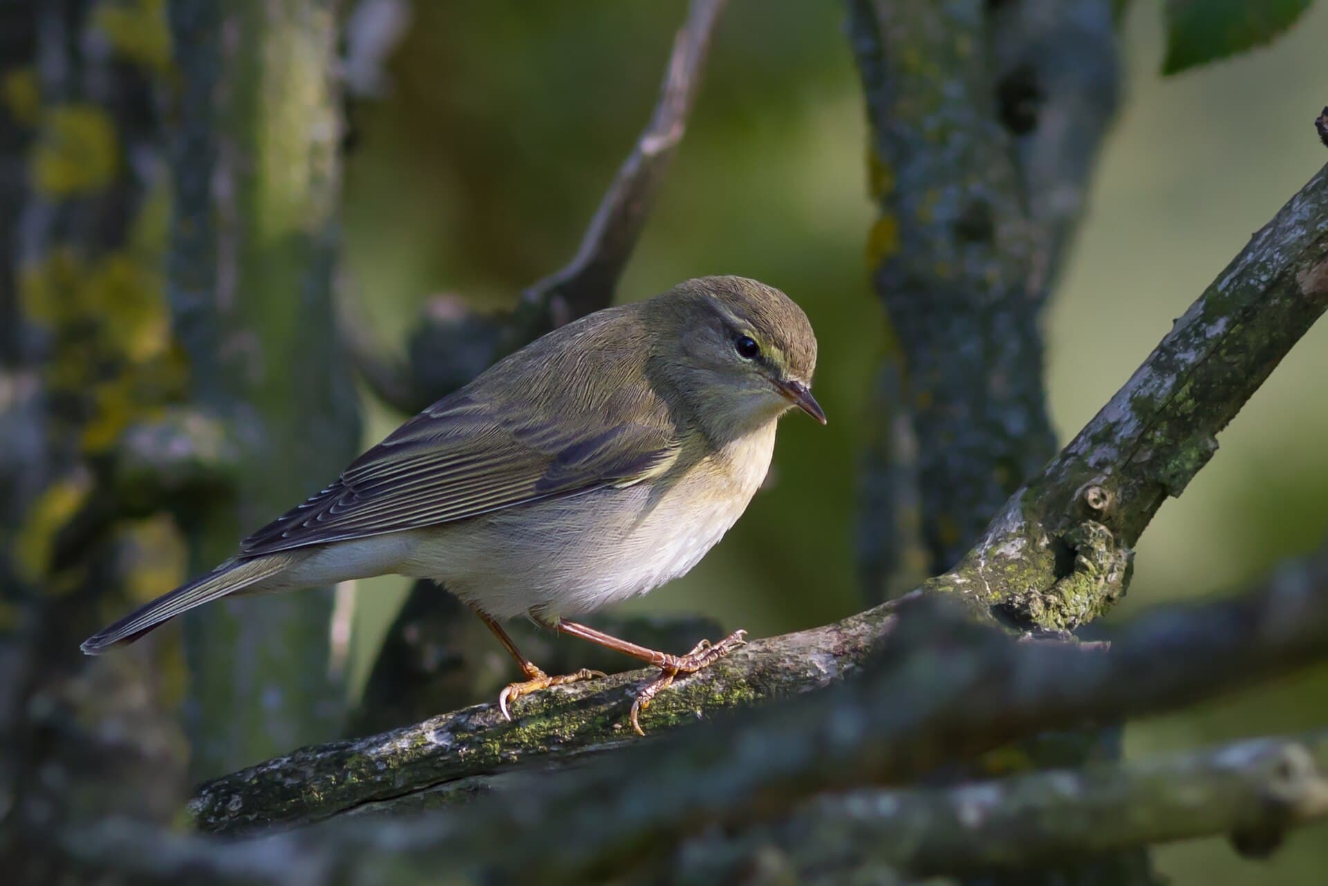 Bergfluiter (Phylloscopus bonelli) - Phylloscopus, Tarn, Midi-Pyrénées, France