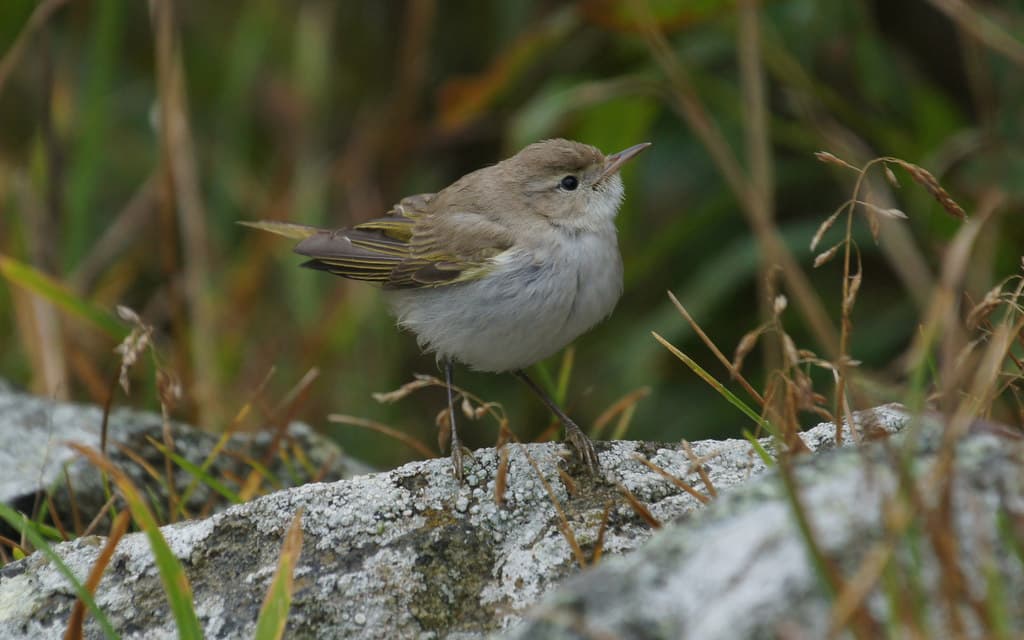 Bergfluiter (Phylloscopus bonelli) - Western Bonelli's Warbler (Phylloscopus bonelli), Burrafirth - geograph.org.uk - 4667557