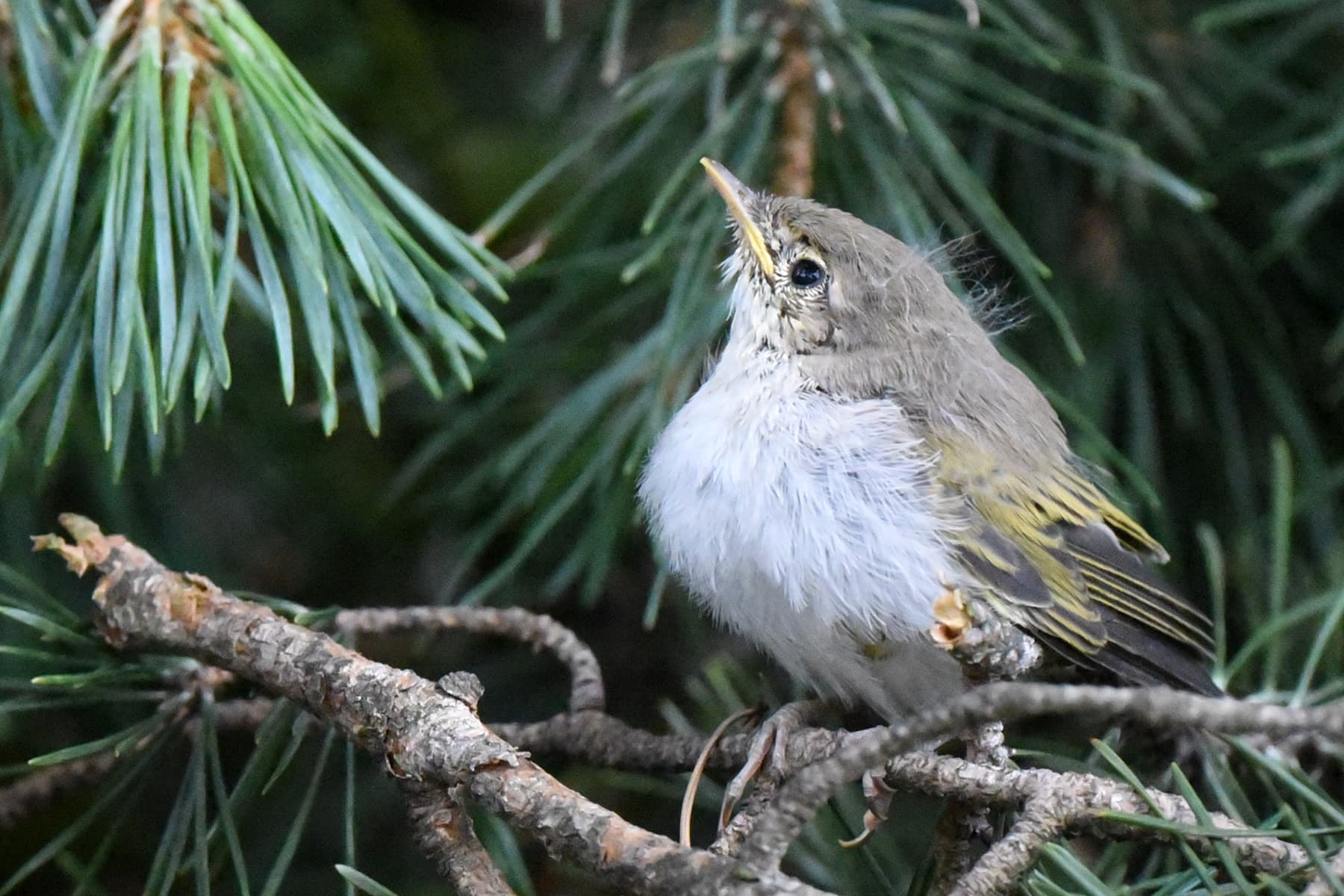 Bergfluiter (Phylloscopus bonelli) - Pouillot de Bonelli Phylloscopus bonelli juvénile aDSC 8519 aDSC 8496 (51295221800)