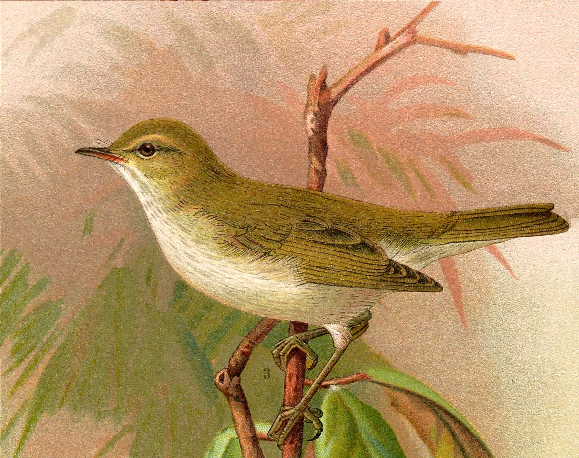 Bergfluiter (Phylloscopus bonelli) - Phylloscopus bonelli