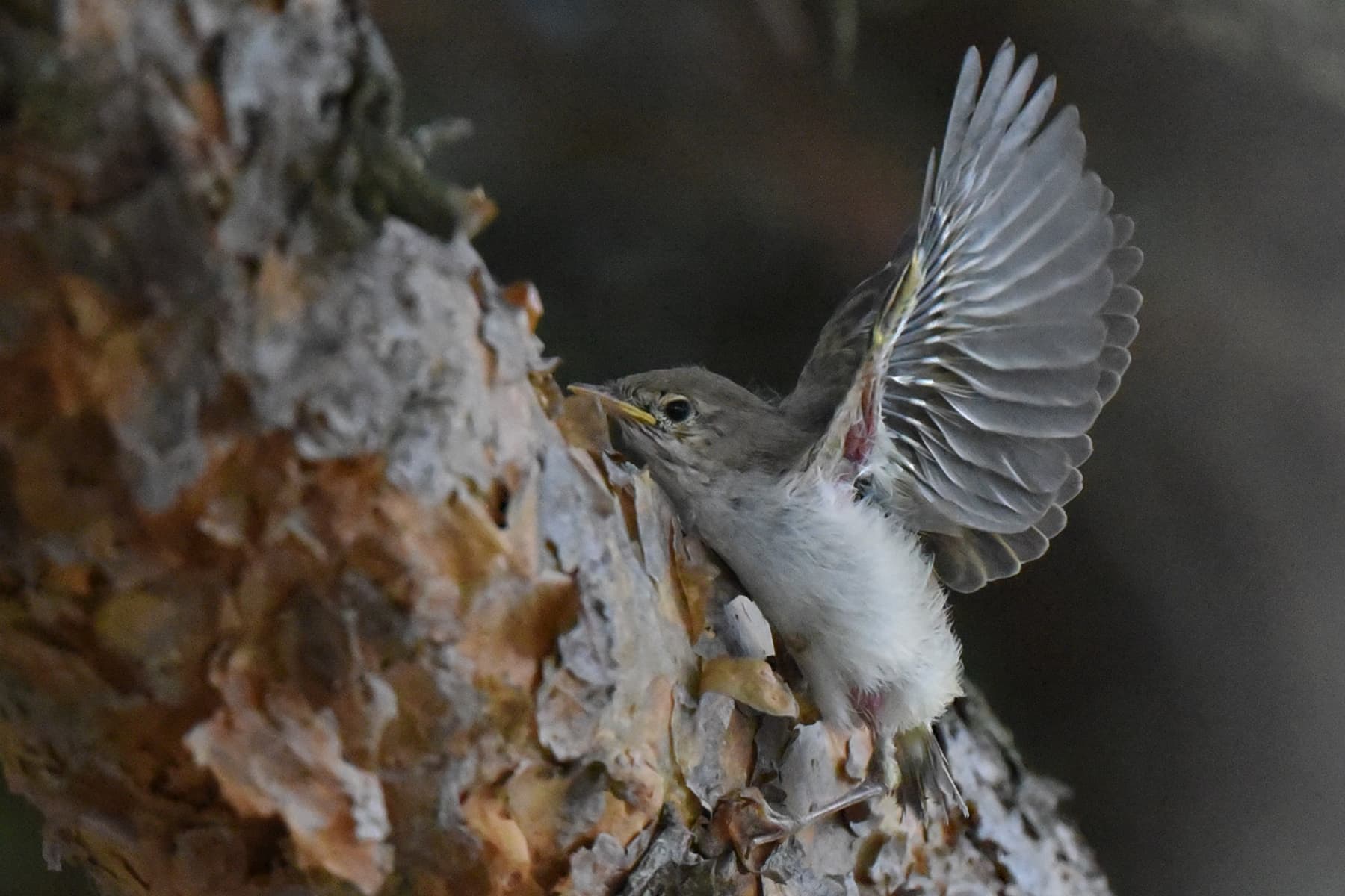 Bergfluiter (Phylloscopus bonelli) - Pouillot de Bonelli Phylloscopus bonelli juvénile aDSC 8519 (51294935249)