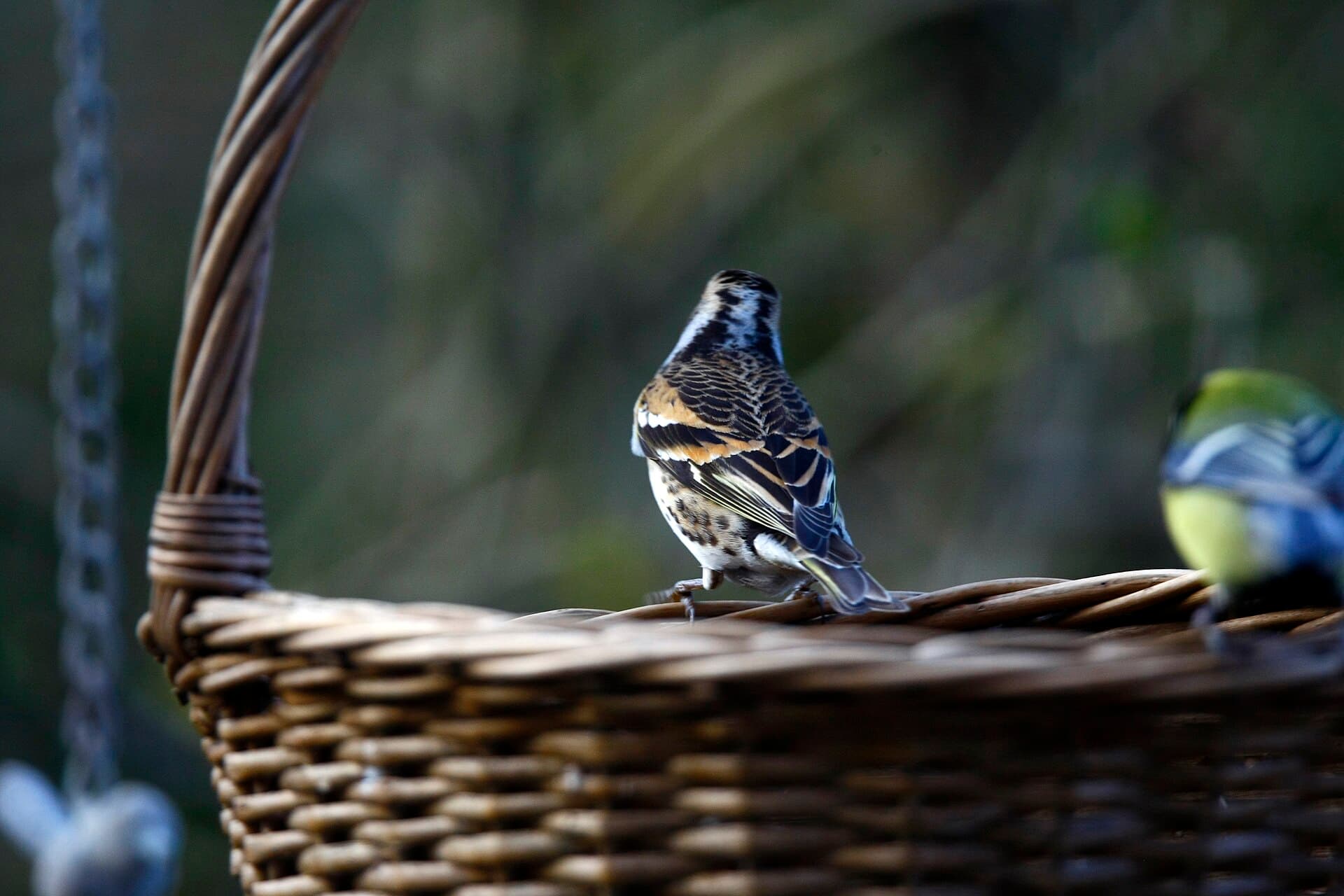 Bergvink (Fringilla montifringilla) - Placey (Doubs) Pinson du Nord hdsr 1DMkIII 2018 03 31 9999 395