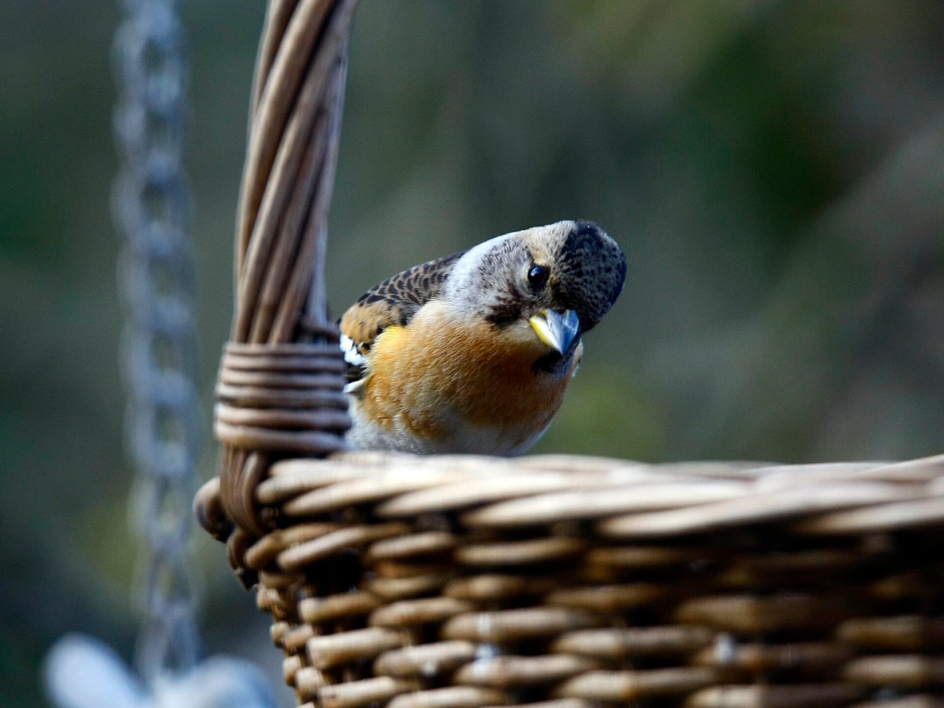 Bergvink (Fringilla montifringilla) - Placey (Doubs) Pinson du Nord hdsr 1DMkIII 2018 03 31 9999 481