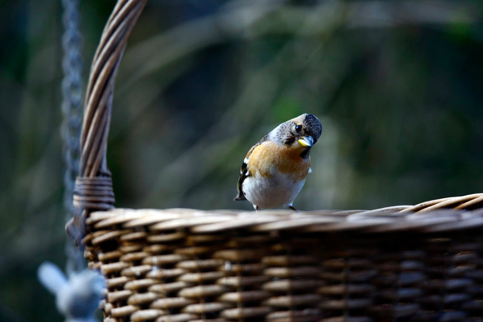 Bergvink (Fringilla montifringilla) - Placey (Doubs) Pinson du Nord hdsr 1DMkIII 2018 03 31 9999 460