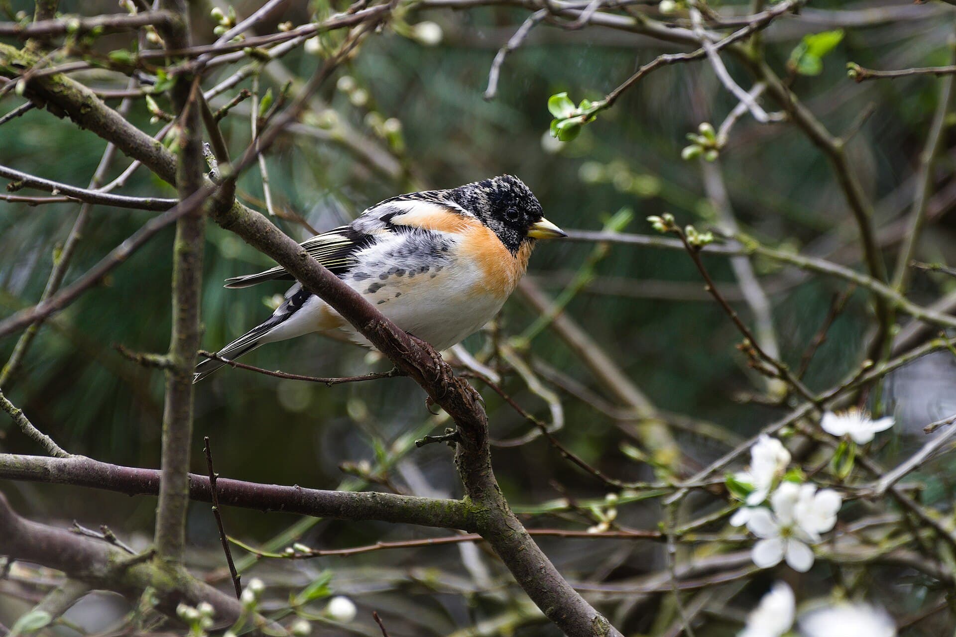 Bergvink (Fringilla montifringilla) - Bergfink (März 2026) 2