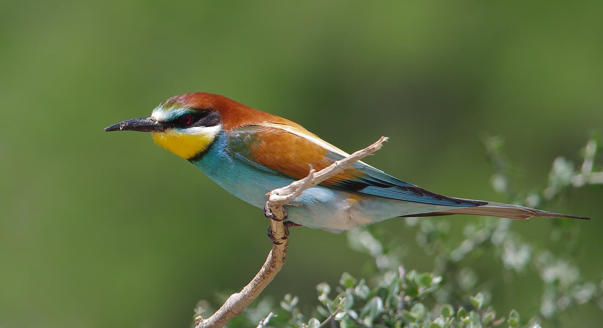 Bijeneter (Merops apiaster) - Guepier d'europe au parc national Ichkeul