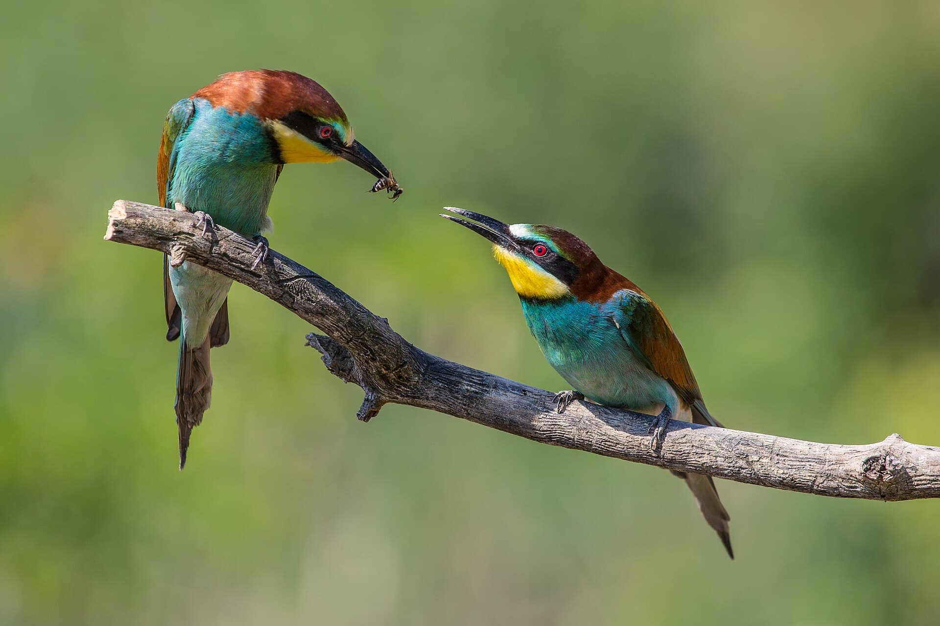 Bijeneter (Merops apiaster) - Bienenfresser übergibt Beute im FFH-Gebiet Kaiserstuhl