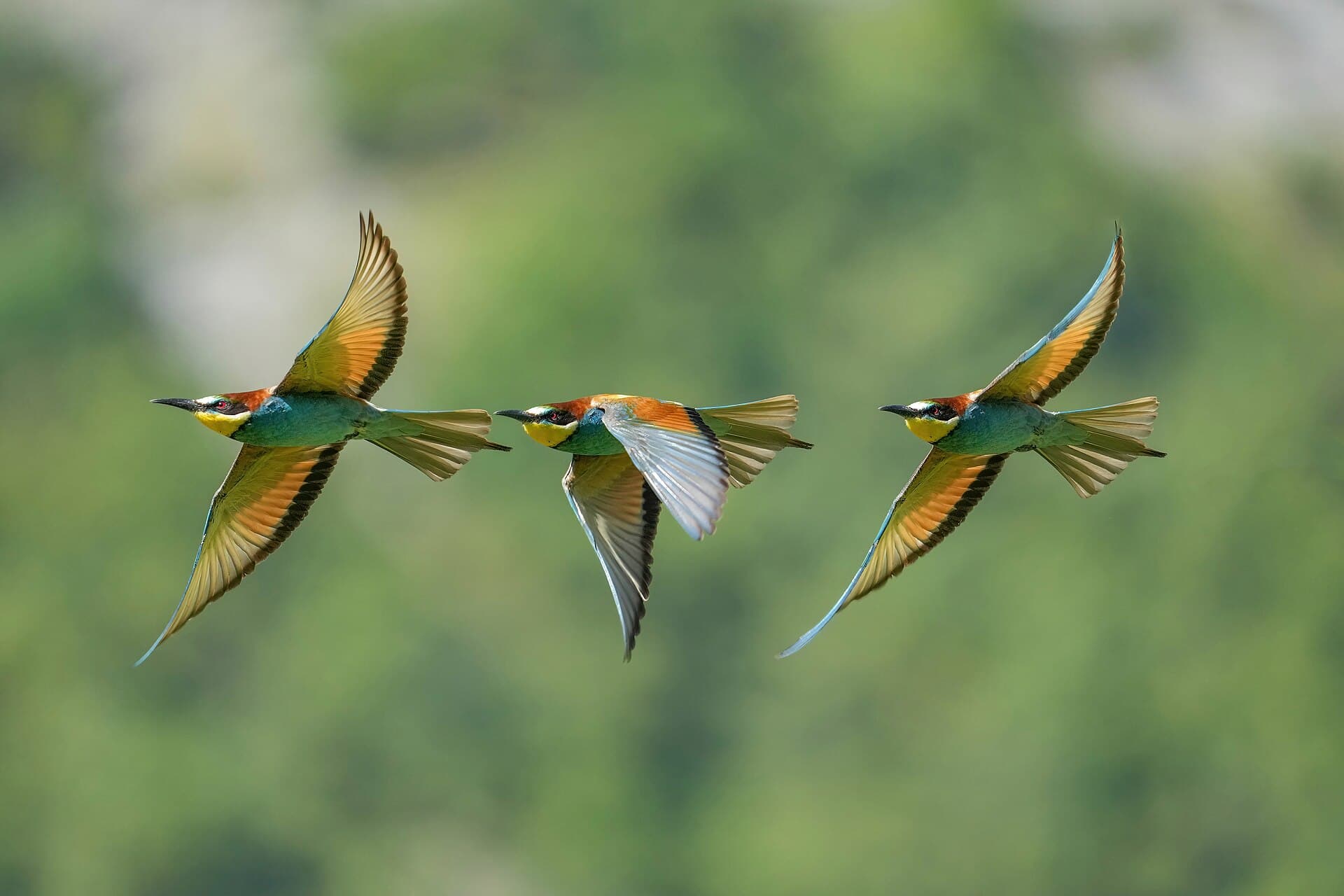 Bijeneter (Merops apiaster) - 019 Stacked images of an European Bee-eater in flight Photo by Giles Laurent