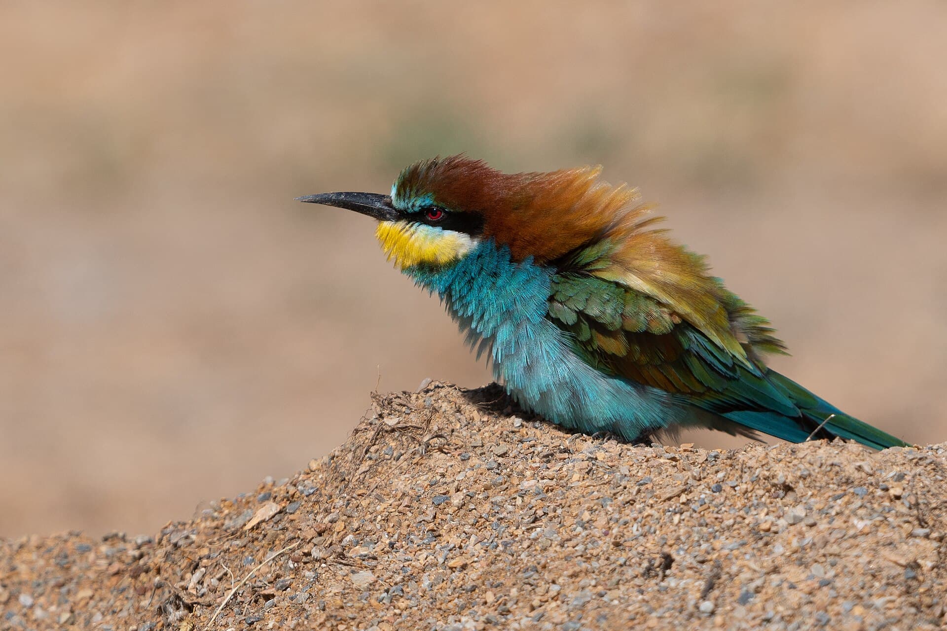 Bijeneter (Merops apiaster) - European Bee-eater (Merops apiaster) at Ichkeul NP