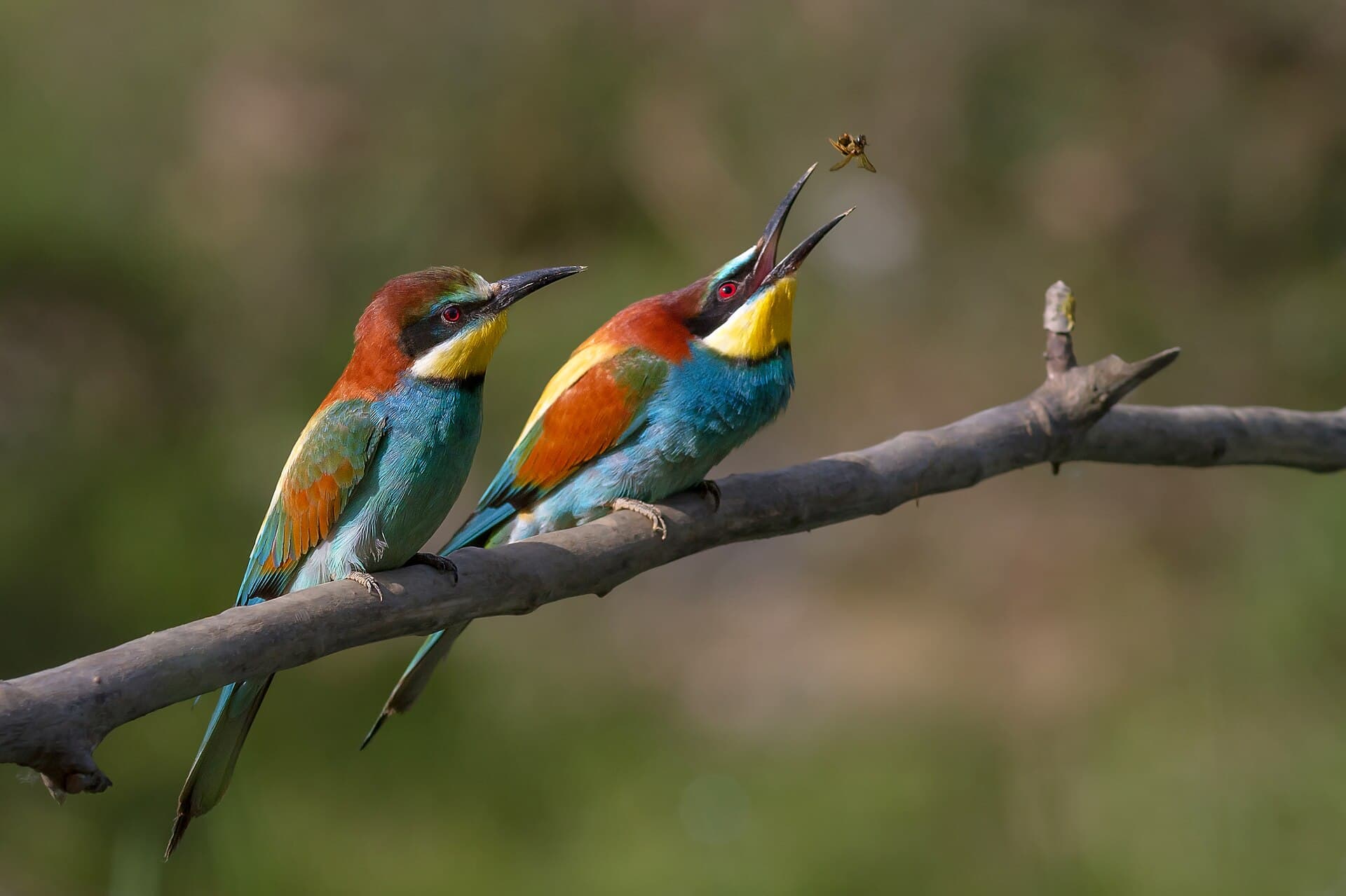 Bijeneter (Merops apiaster) - Merops apiaster 04