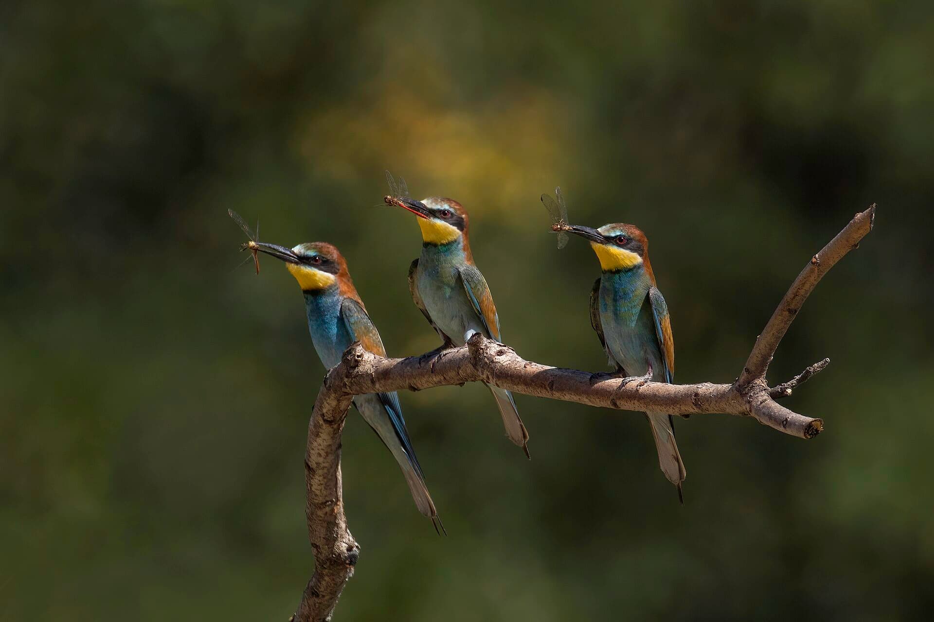 Bijeneter (Merops apiaster) - European bee-eaters (Merops apiaster) with dragonflies