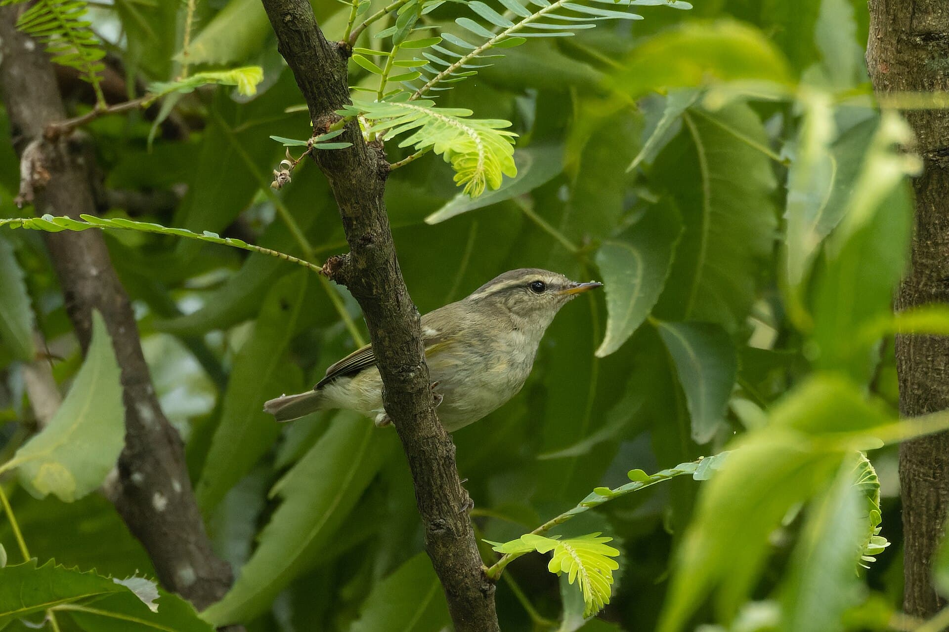 Bladkoning (Phylloscopus inornatus) - Yellow-browed Warbler by Tisha Mukherjee 02