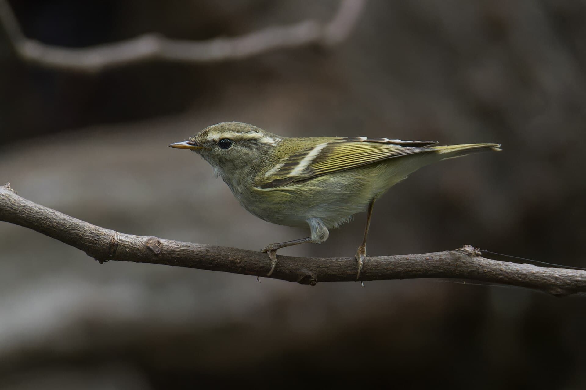 Bladkoning (Phylloscopus inornatus) - Phylloscopus inornatus 456140817