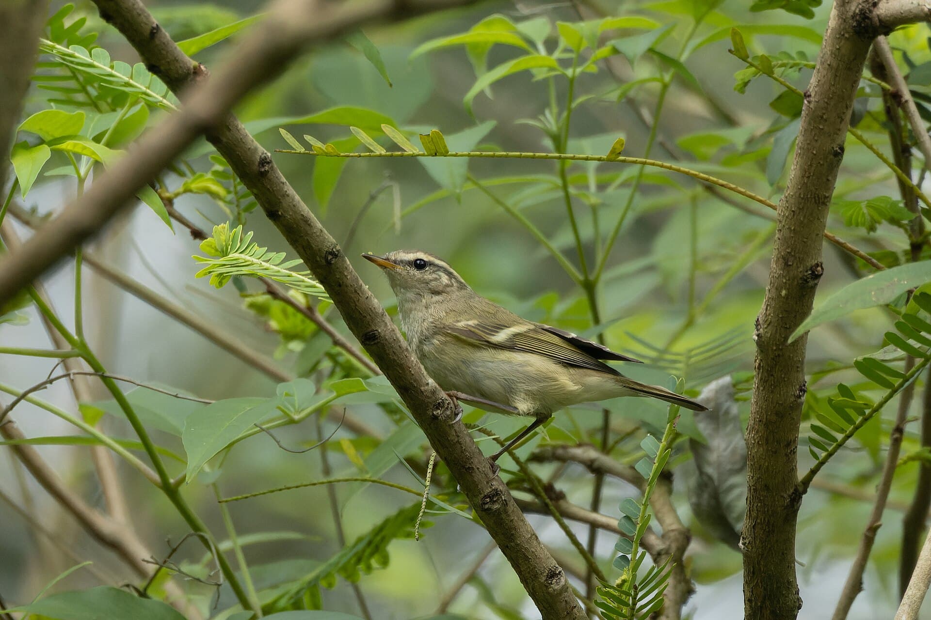 Bladkoning (Phylloscopus inornatus) - Yellow-browed Warbler by Tisha Mukherjee 01