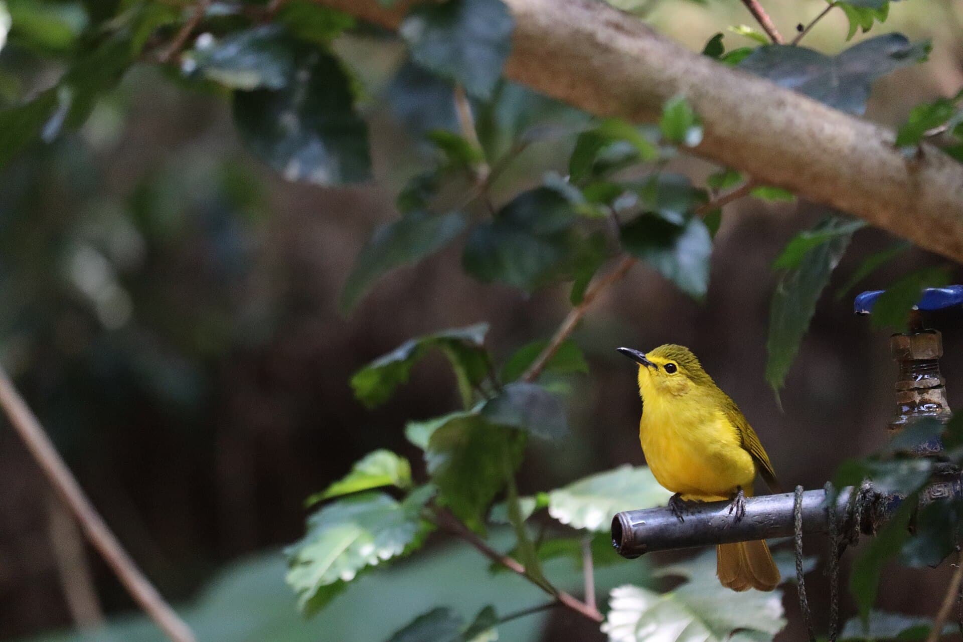 Bladkoning (Phylloscopus inornatus) - Yellow browed bulbul in tirumala