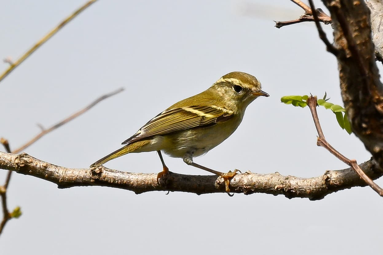Bladkoning (Phylloscopus inornatus) - Phylloscopus inornatus 232891737