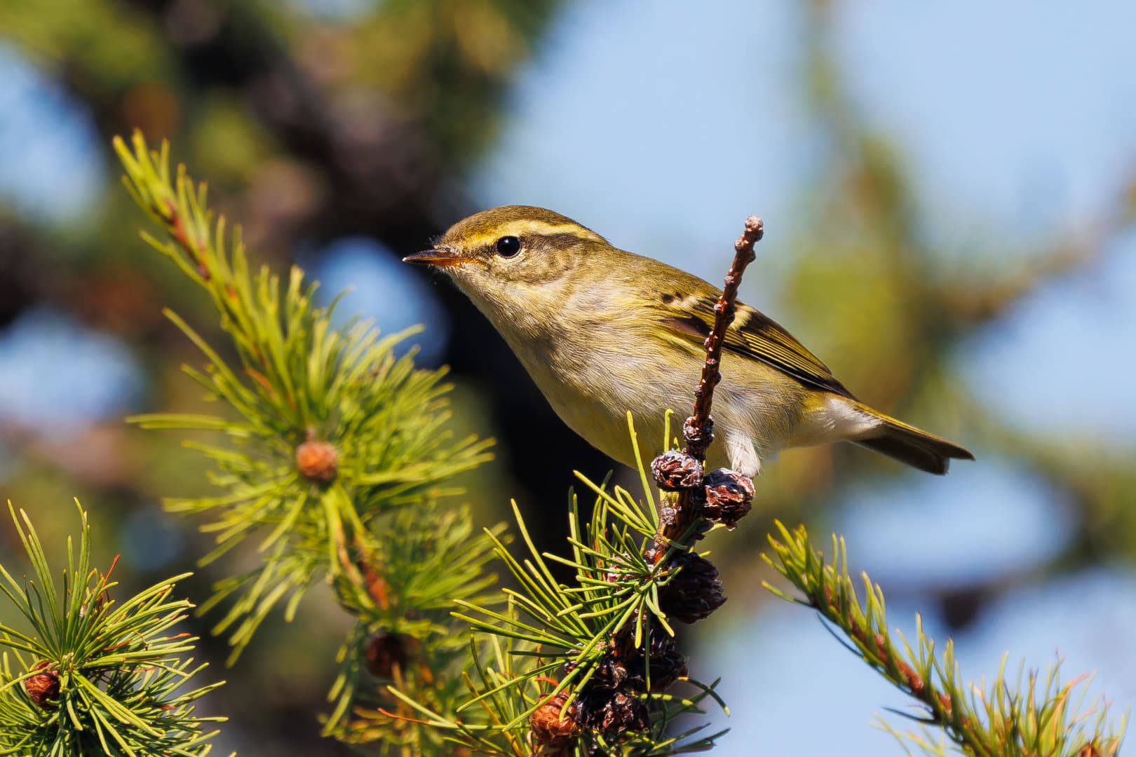 Bladkoning (Phylloscopus inornatus) - Phylloscopus inornatus 427923804