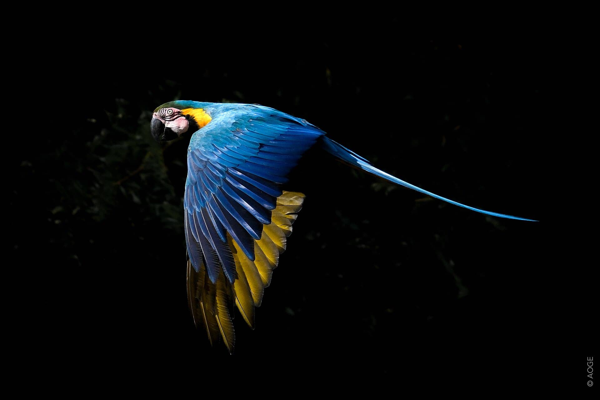 Blauw-gele Ara (Ara ararauna) - Flight of the Blue-and-Yellow Macaw