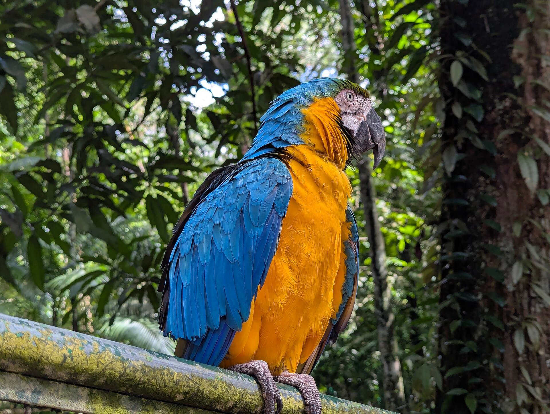 Blauw-gele Ara (Ara ararauna) - Arara no Bosque Rodrigues Alves (2025-03-22) 05