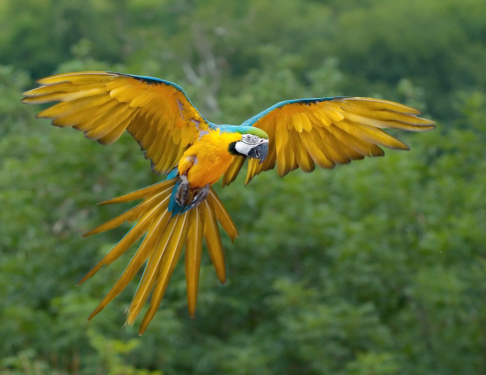Blauw-gele Ara (Ara ararauna) - Ara ararauna Luc Viatour
