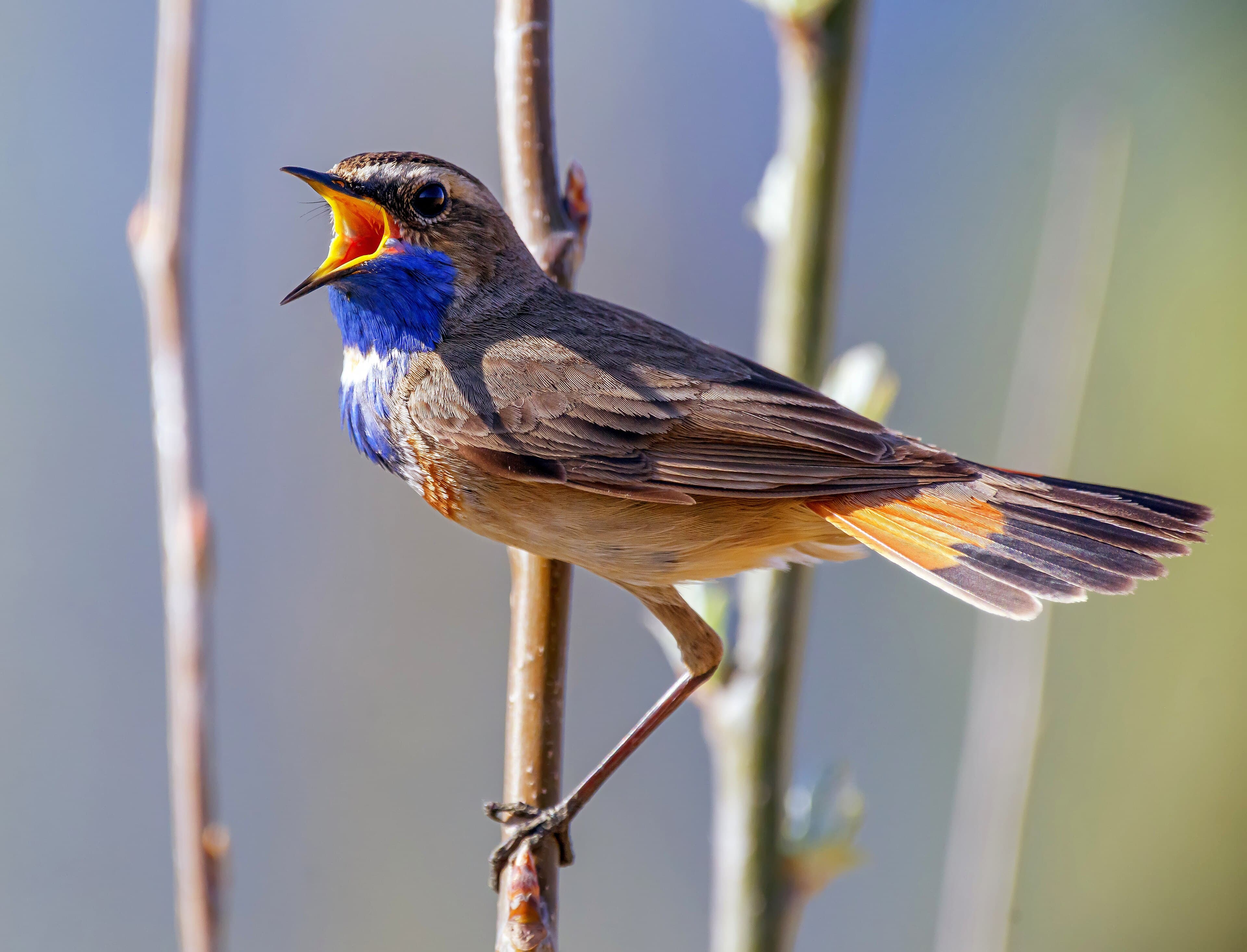 Blauwborst (Luscinia svecica) - Синьшийка 0833