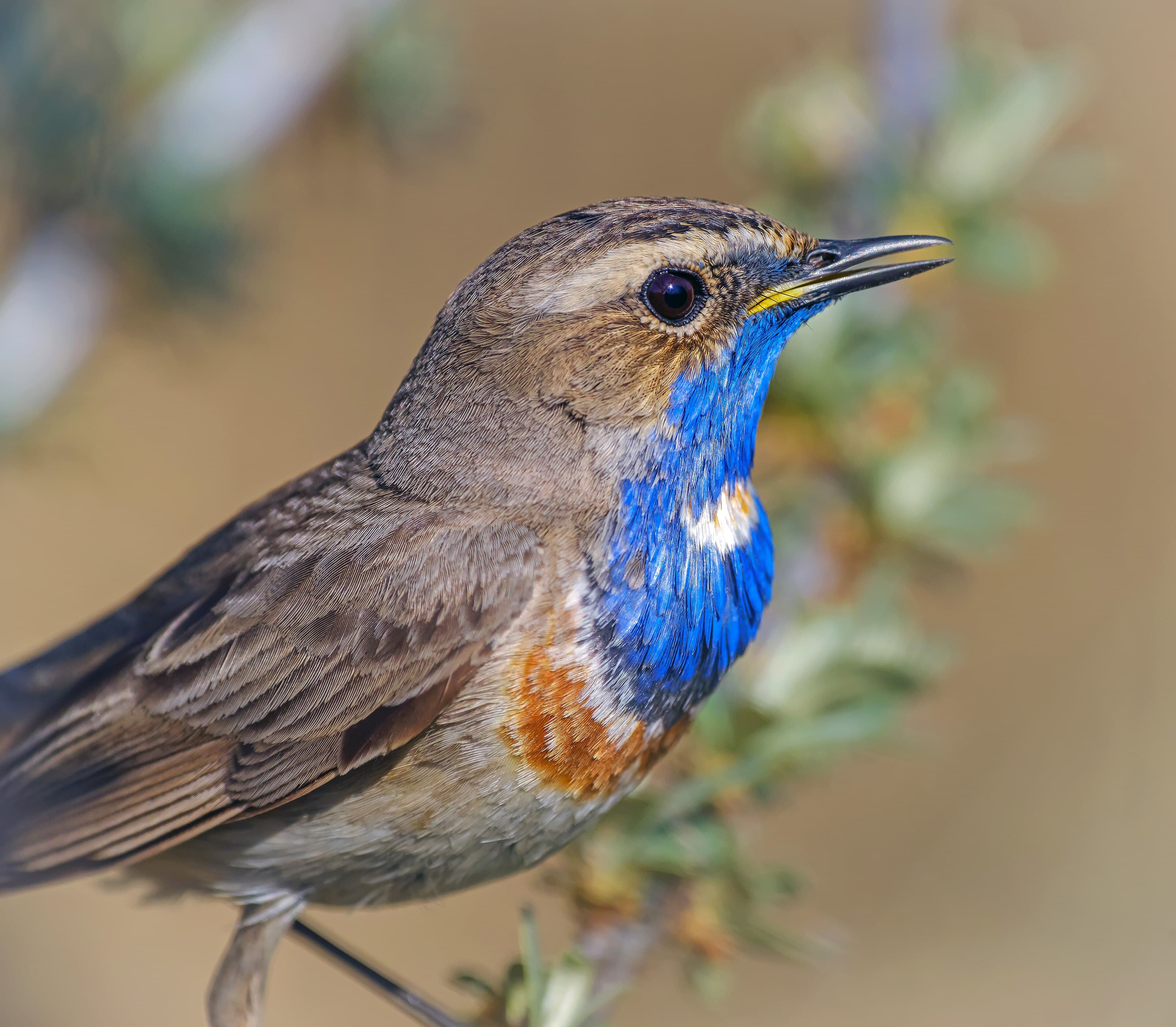 Blauwborst (Luscinia svecica) - Синьошийка 0803