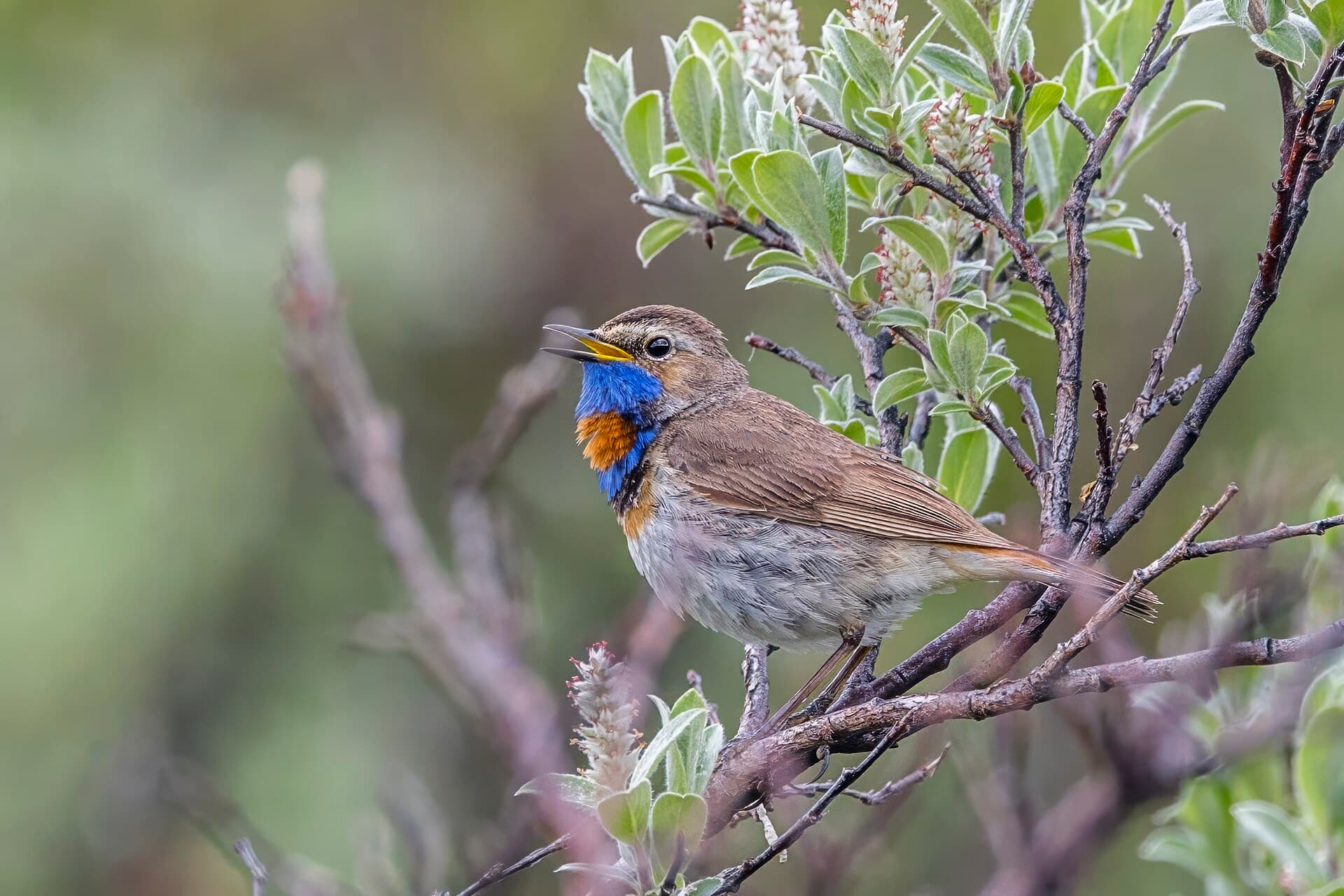 Blauwborst (Luscinia svecica) - Bluethroat (Luscinia svecica svecica) male Oppdal