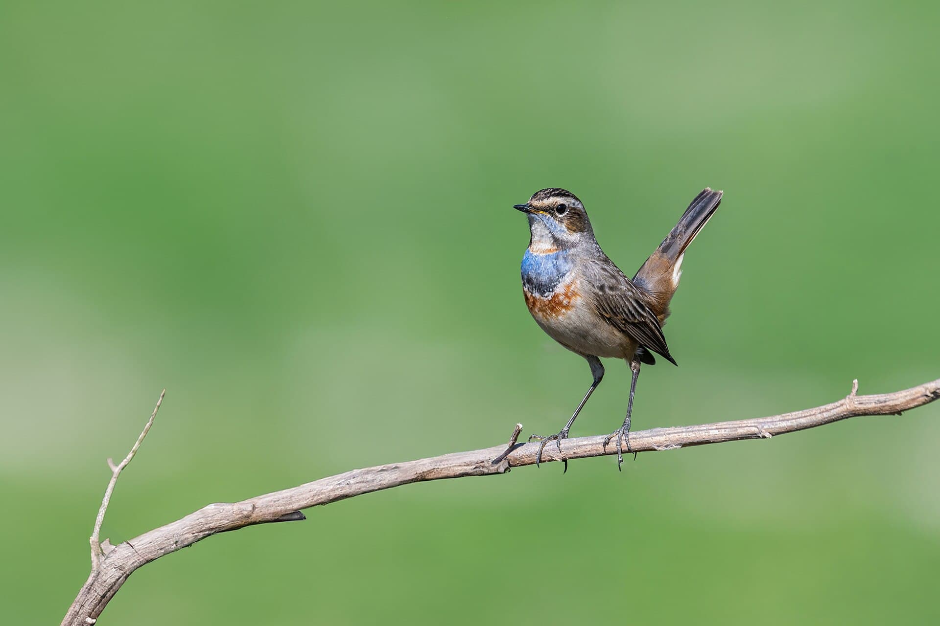 Blauwborst (Luscinia svecica) - Bluethroat1