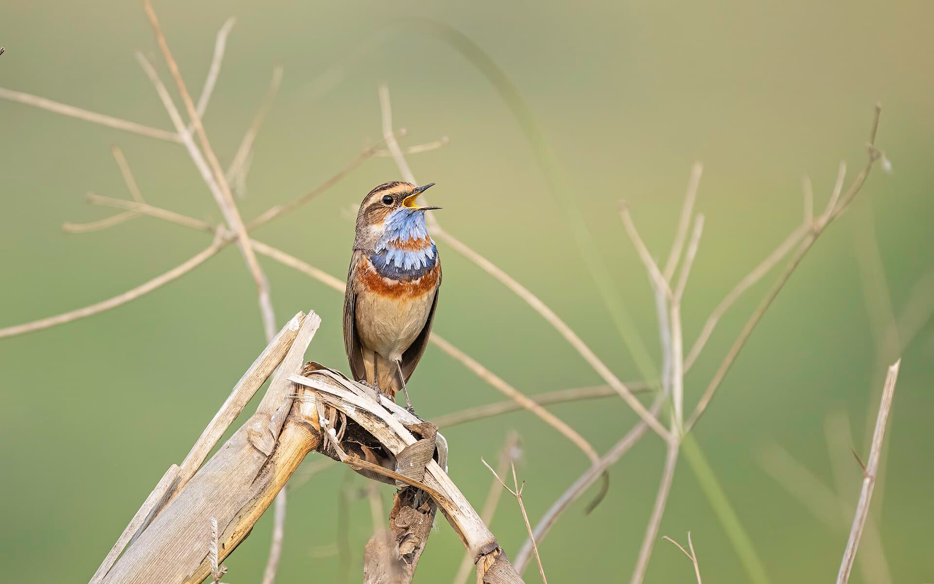Blauwborst (Luscinia svecica) - The Bluethroat