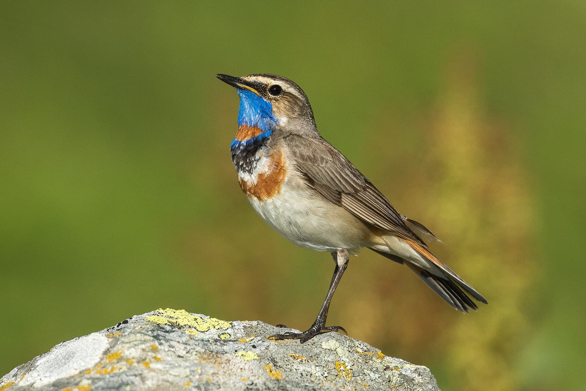 Blauwborst (Luscinia svecica) - Bluethroat ( ssp svecica ) - Alps - Italy CD5A3234