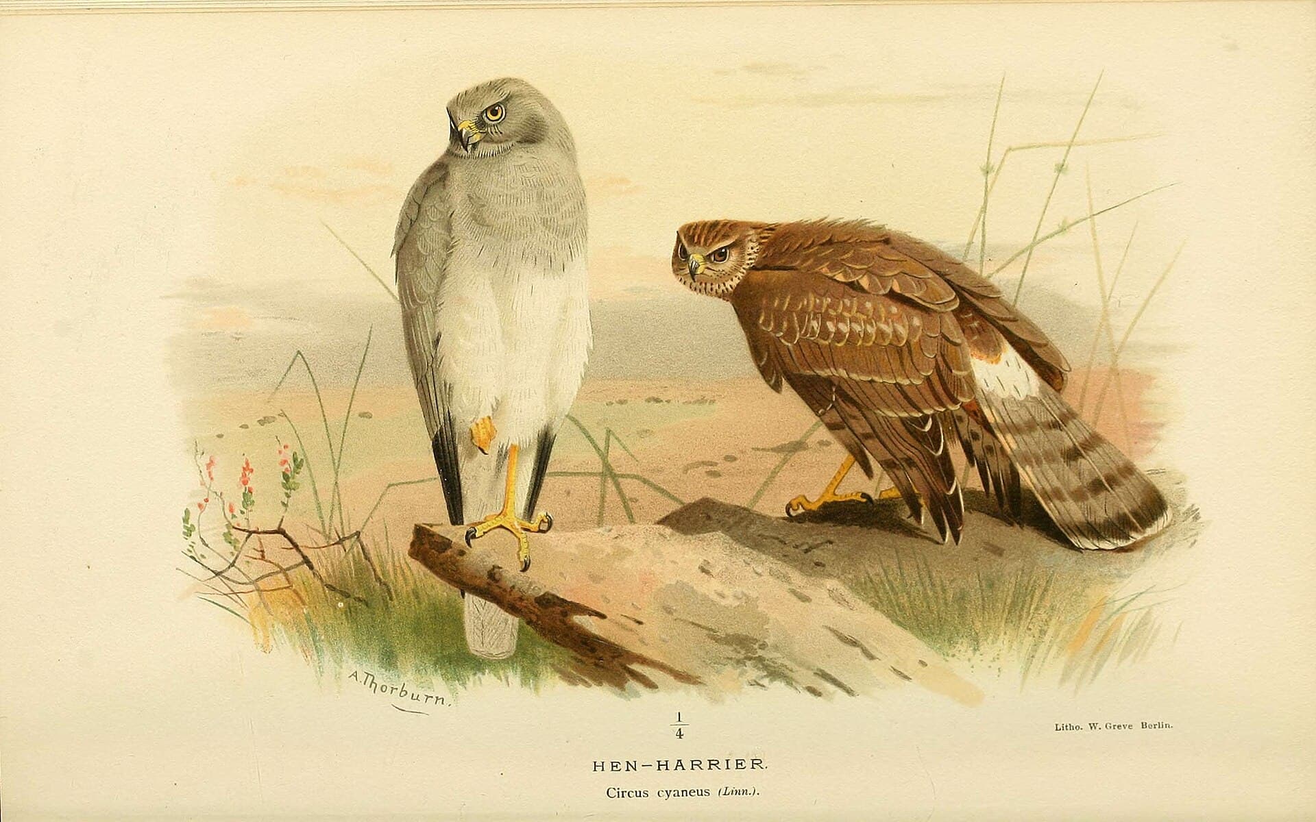Blauwe Kiekendief (Circus cyaneus) - Coloured figures of the birds of the British Islands - issued by Lord Lilford (6029170852)