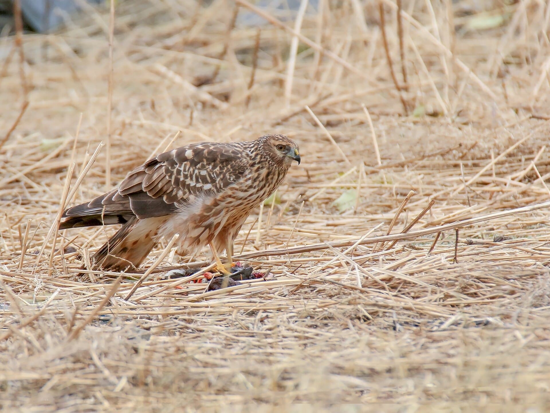 Blauwe Kiekendief (Circus cyaneus) - Hen Harrier (Circus cyaneus) (45960863151)