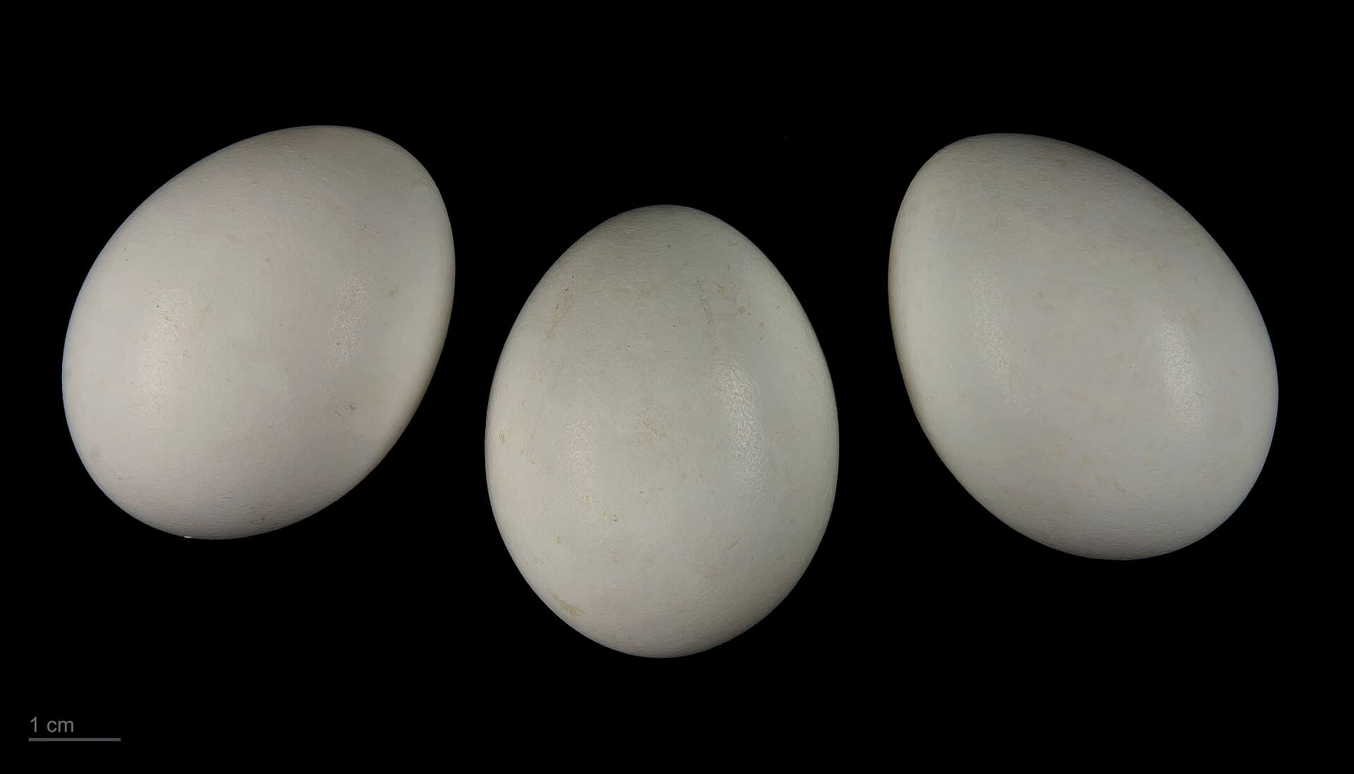 Blauwe Kiekendief (Circus cyaneus) - Circus cyaneus MHNT.ZOO.2010.11.83.1