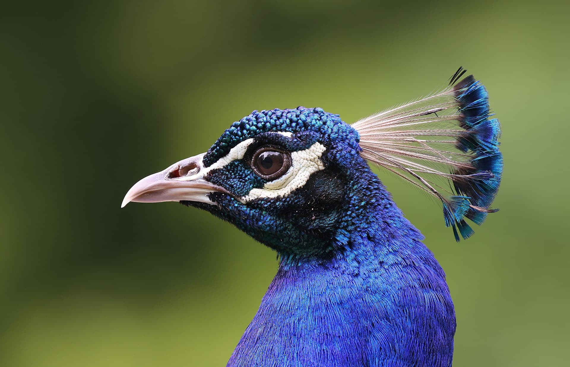 Blauwe Pauw (Pavo cristatus) - Portrait of an Indian peafowl