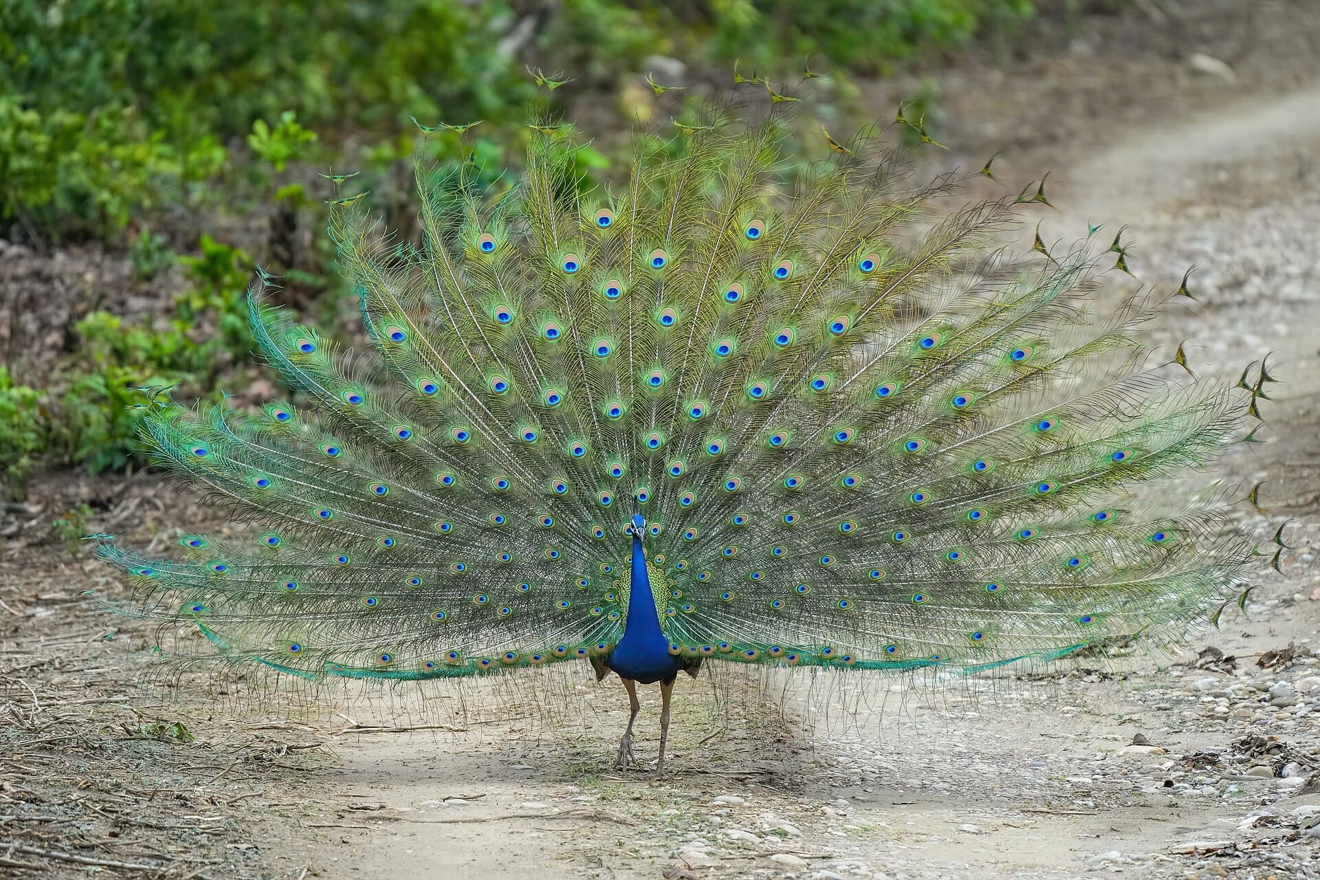 Blauwe Pauw (Pavo cristatus) - 023 Indian peafowl in Jim Corbett National Park Photo by Giles Laurent