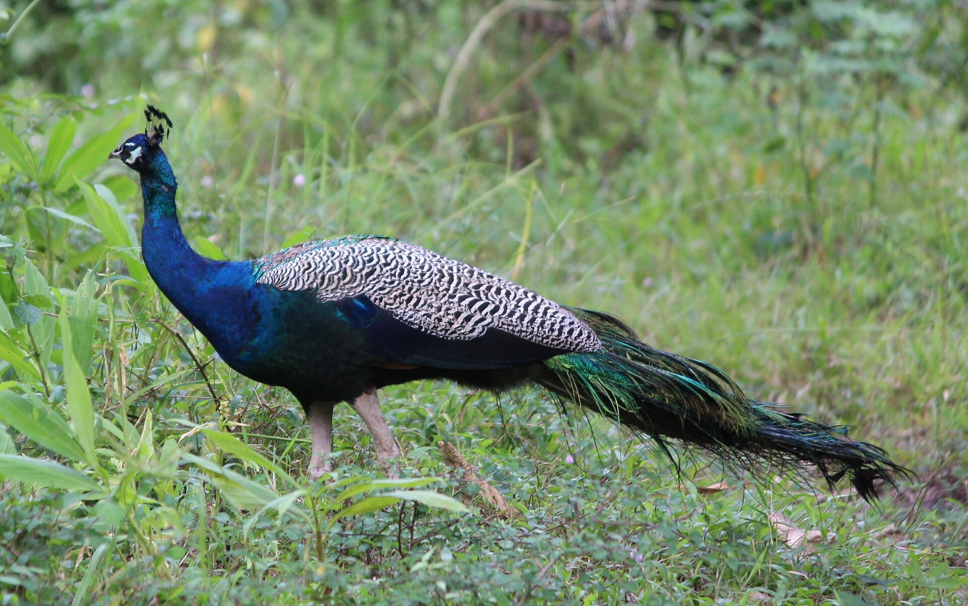 Blauwe Pauw (Pavo cristatus) - Indian Peacock in Tholpetty Wildlife Sanctuary 01