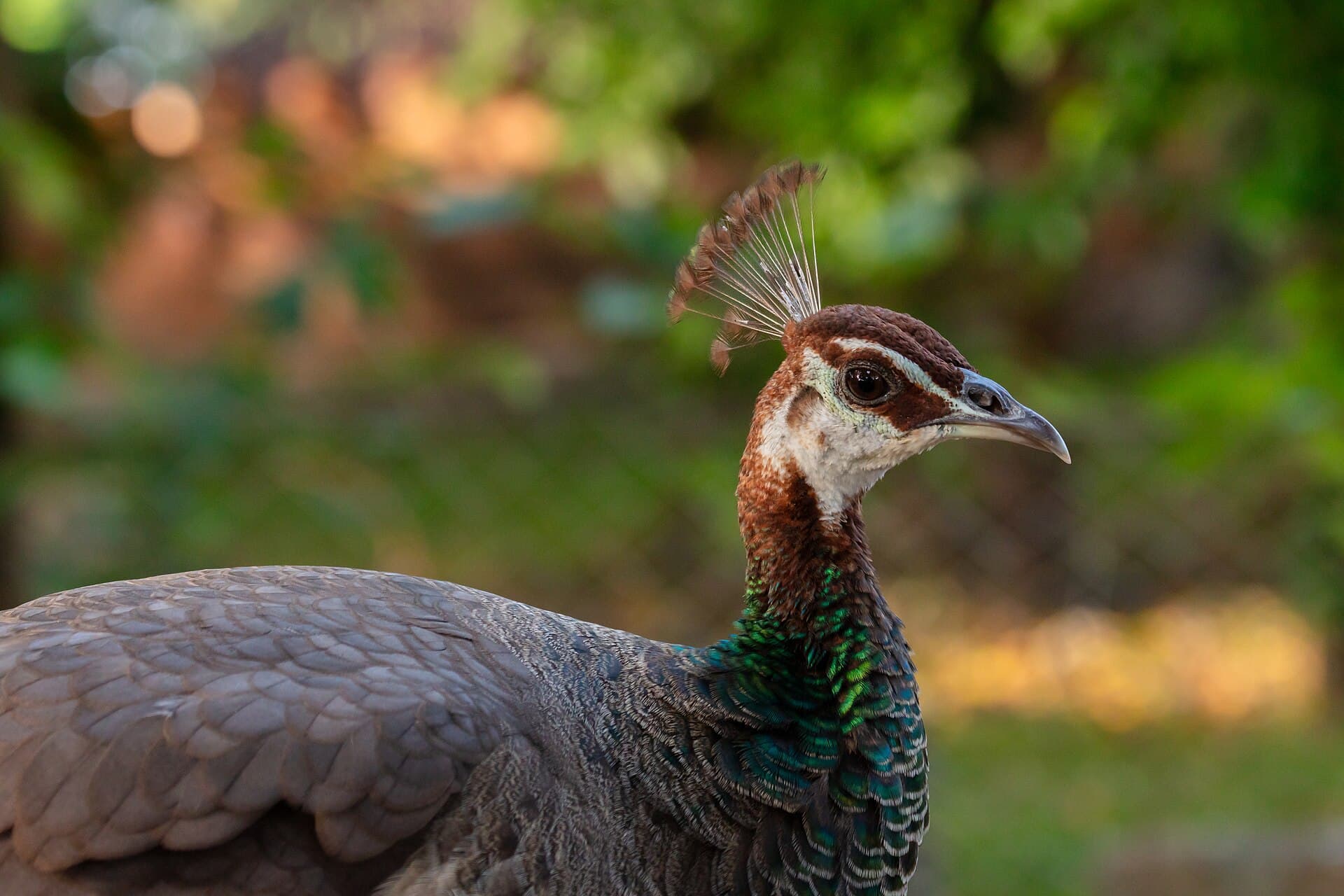 Blauwe Pauw (Pavo cristatus) - Pavo real común (Pavo cristatus), isla Changuu, Tanzania, 2024-05-31, DD 14
