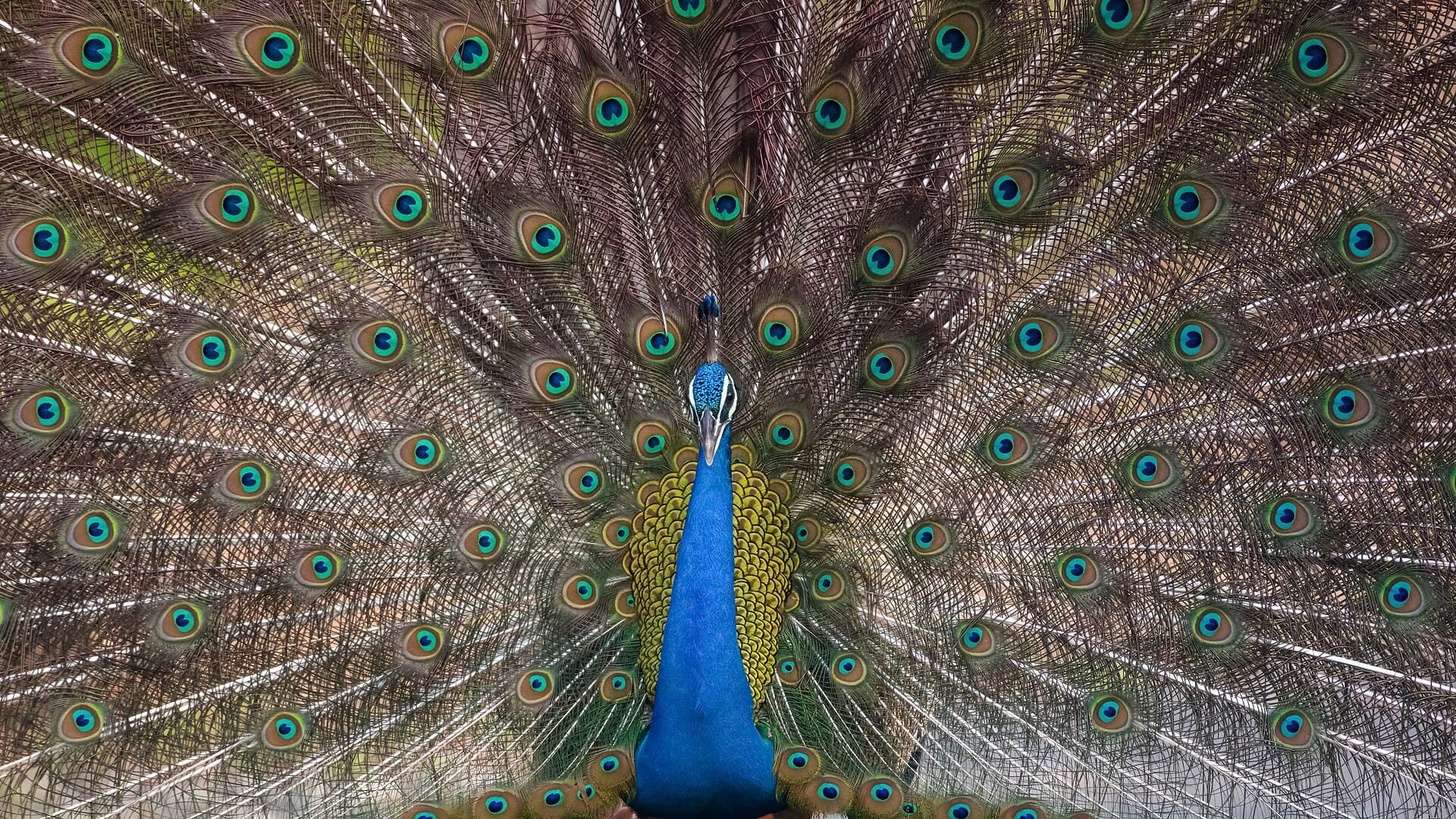 Blauwe Pauw (Pavo cristatus) - Indian Peacock courtship display at Pench national park (April, 2024) 08, edited