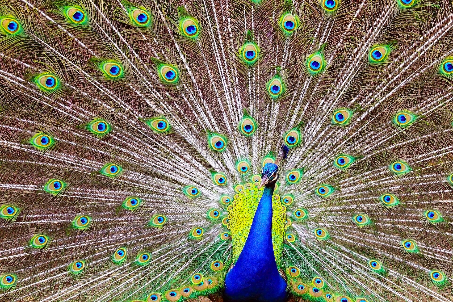 Blauwe Pauw (Pavo cristatus) - Carnavalesco