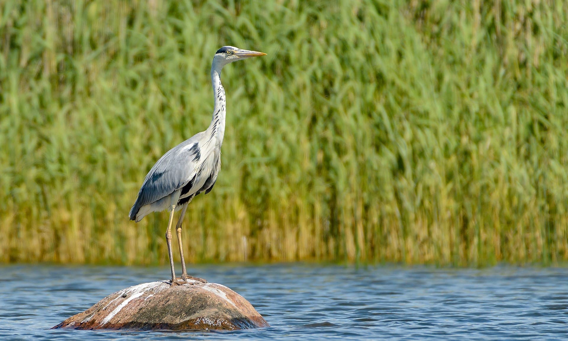 Blauwe Reiger (Ardea cinerea) - Hallhaigur - Grey Heron