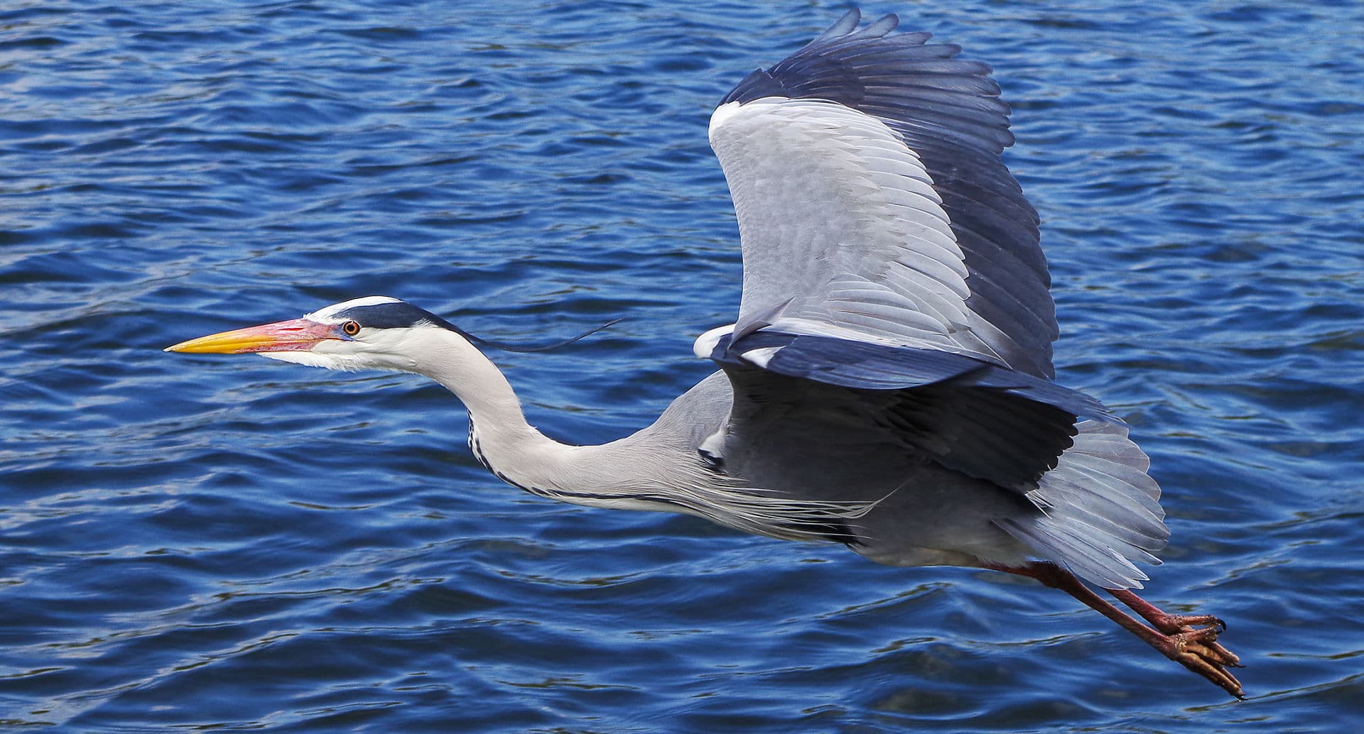 Blauwe Reiger (Ardea cinerea) - Grue en vol