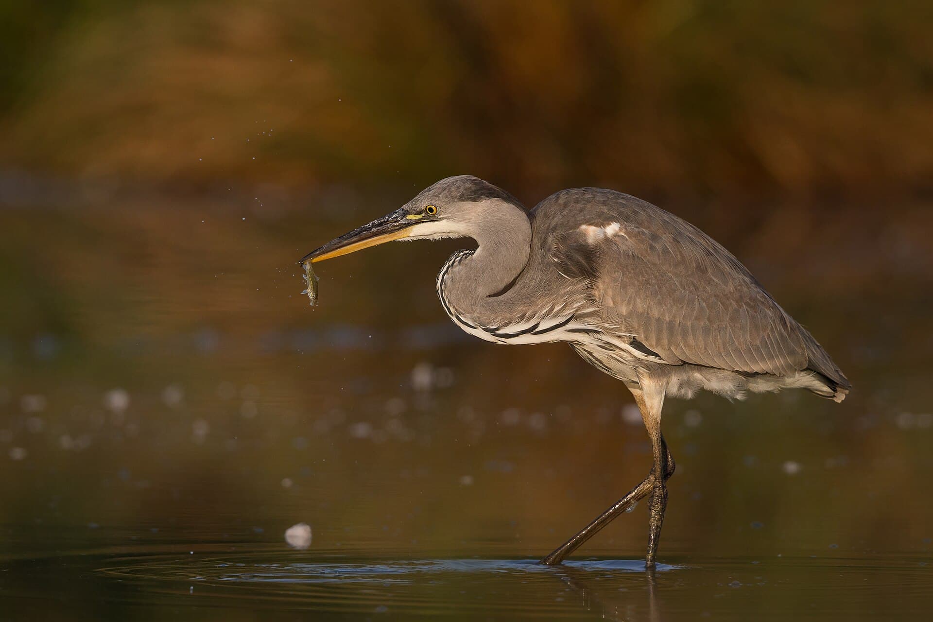 Blauwe Reiger (Ardea cinerea) - Ardcin