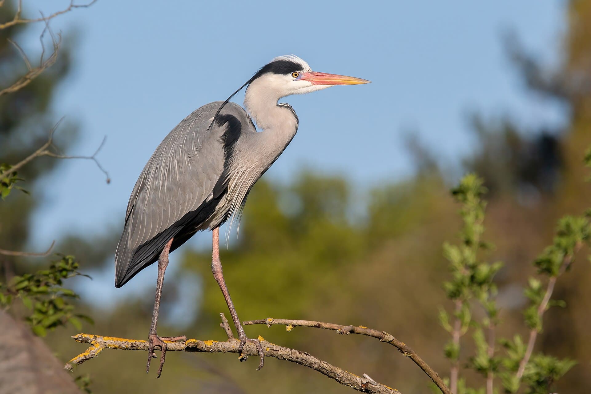 Blauwe Reiger (Ardea cinerea) - Grey heron 2022 04 03 03