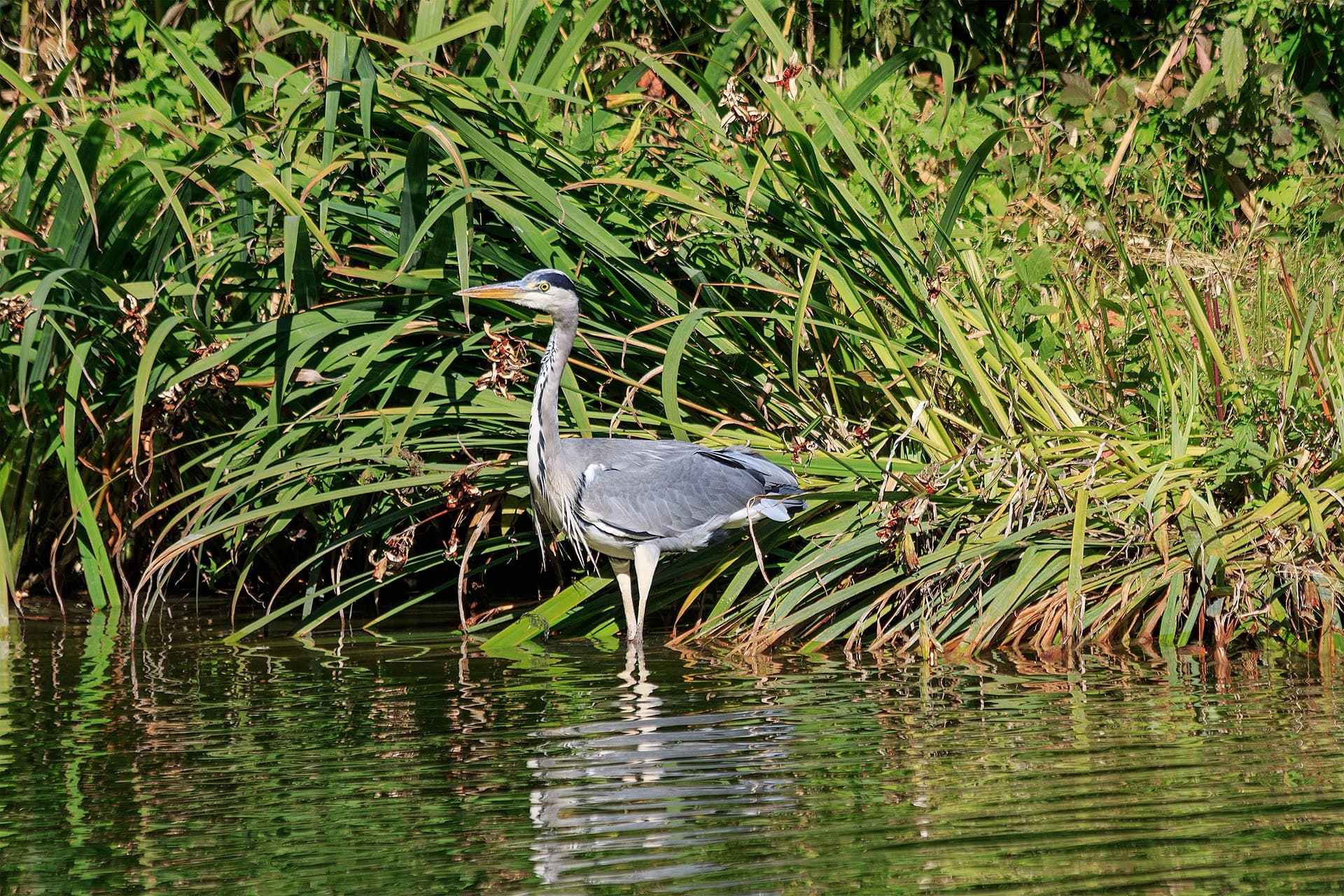 Blauwe Reiger (Ardea cinerea) - Baden-Baden 10-2015 img14 Hector Berlioz Park Grey heron