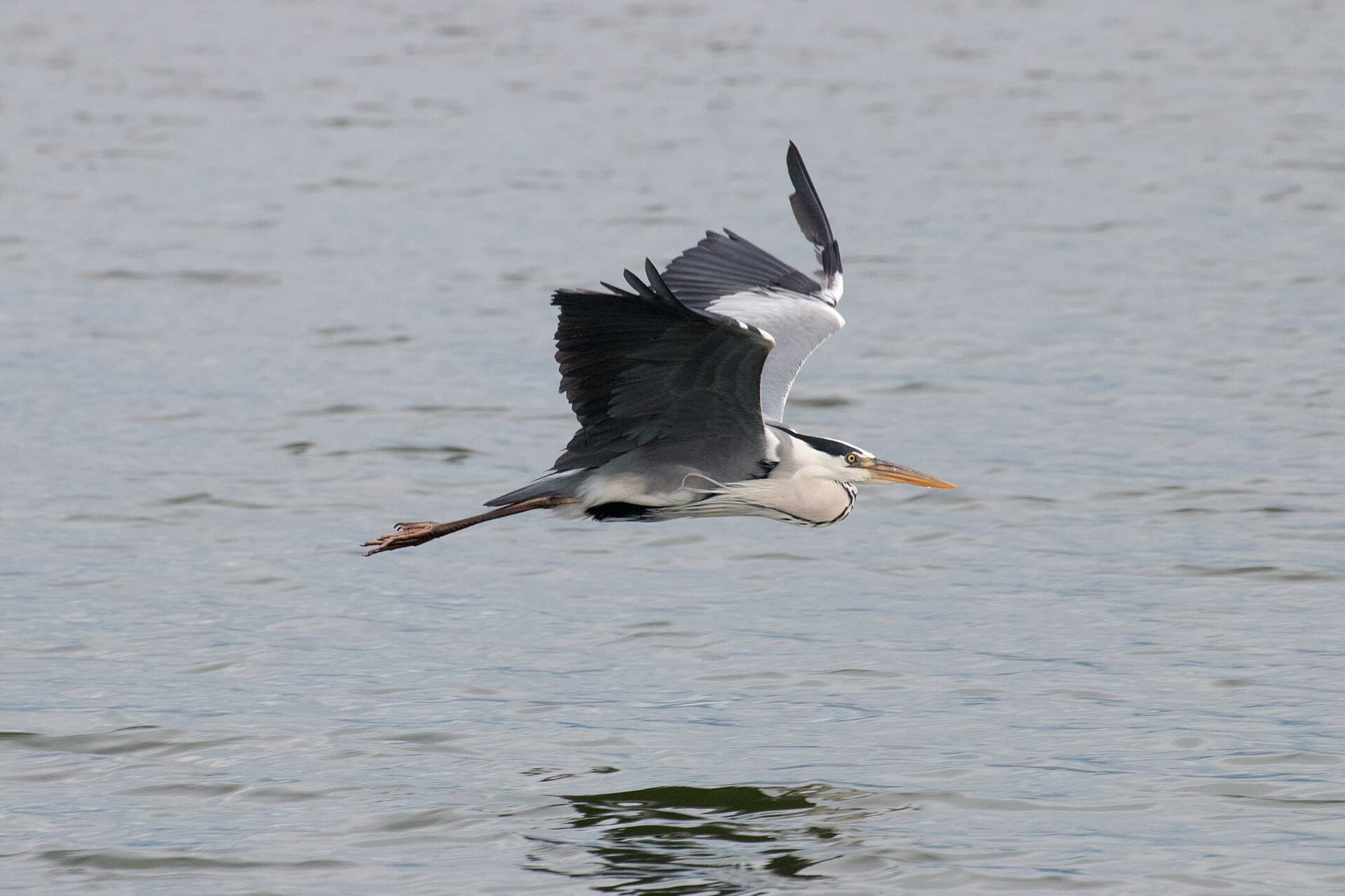Blauwe Reiger (Ardea cinerea) - Kerkini lake in May 01