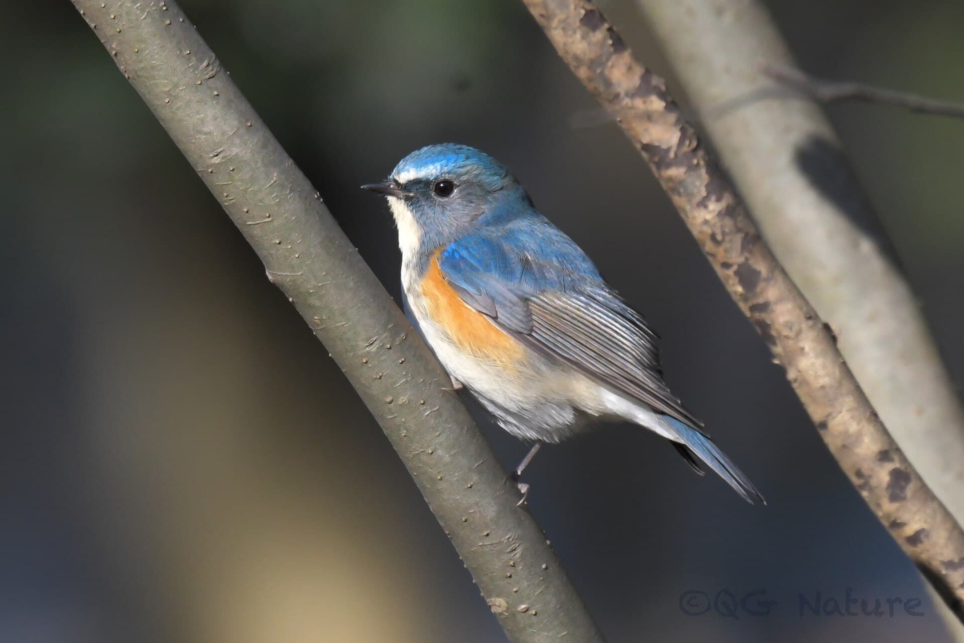 Blauwstaart (Tarsiger cyanurus) - Tarsiger cyanurus 243648144